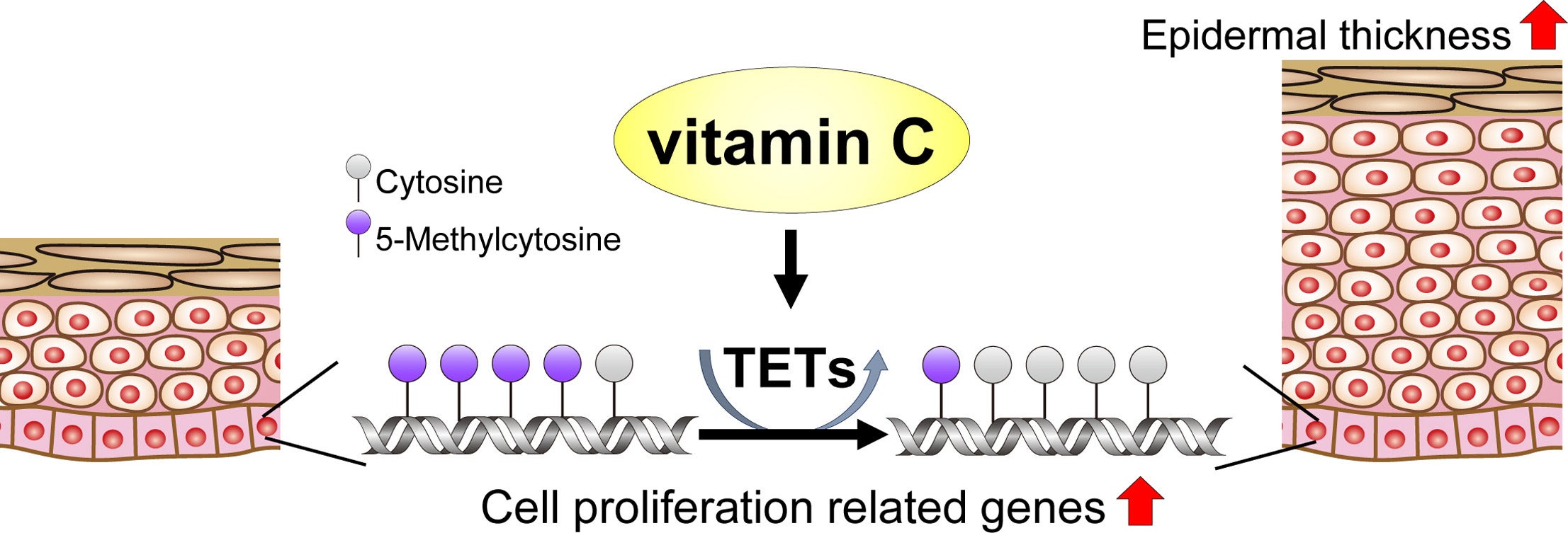 Schematic representation of the mechanism through which VC promotes epidermal proliferation through epigenetic changes.