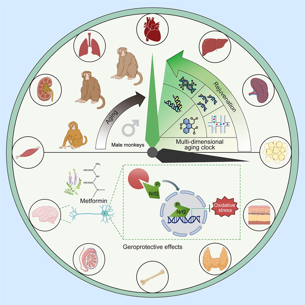 Graphical abstract of the study. In a rigorous 40-month study, researchers evaluated the geroprotective effects of metformin on adult male cynomolgus monkeys, addressing a gap in primate aging research.