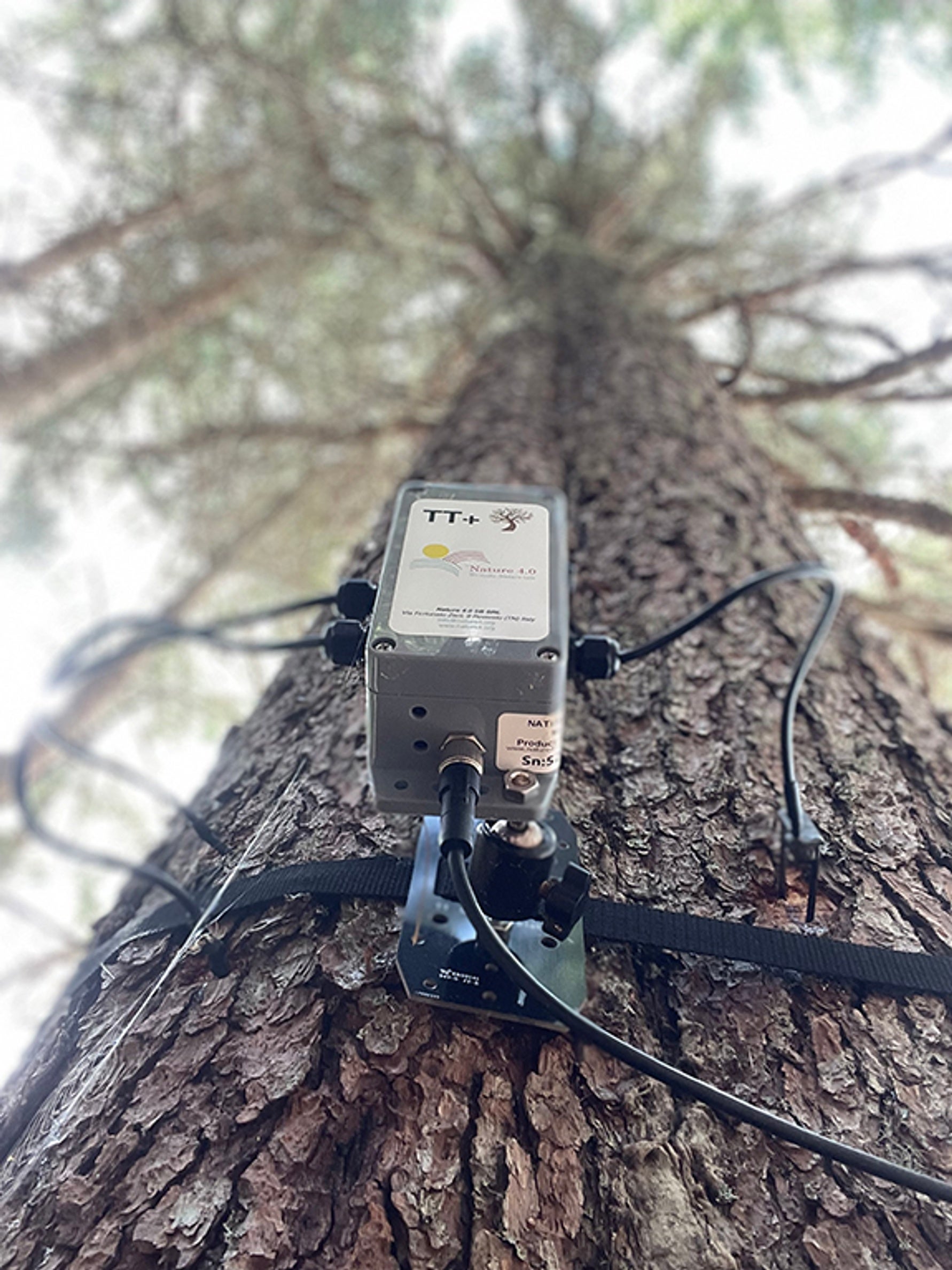 A spruce tree with recording unit attached.