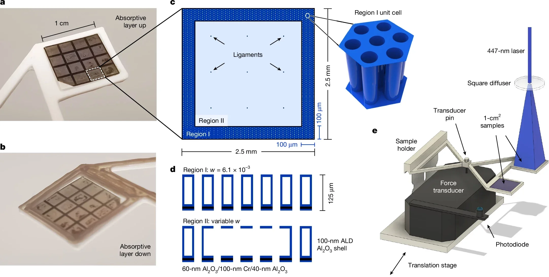 Force measurement. A 130-µg, 1-cm2 sample with 25-µm holes used for the lofting force measurement, viewed with the absorptive layer facing up and down. 