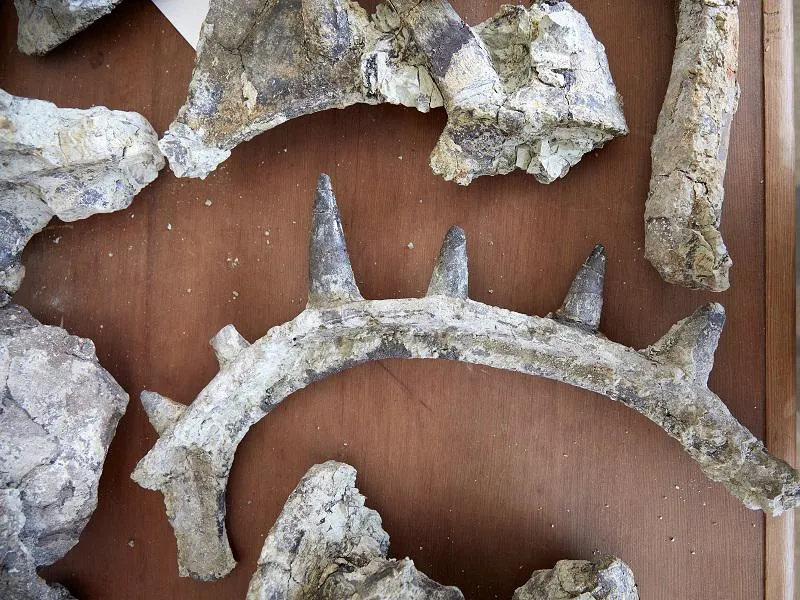 New fossils have not only confirmed Spicomellus' identity but also revealed an animal stranger and more dazzling than anyone expected.