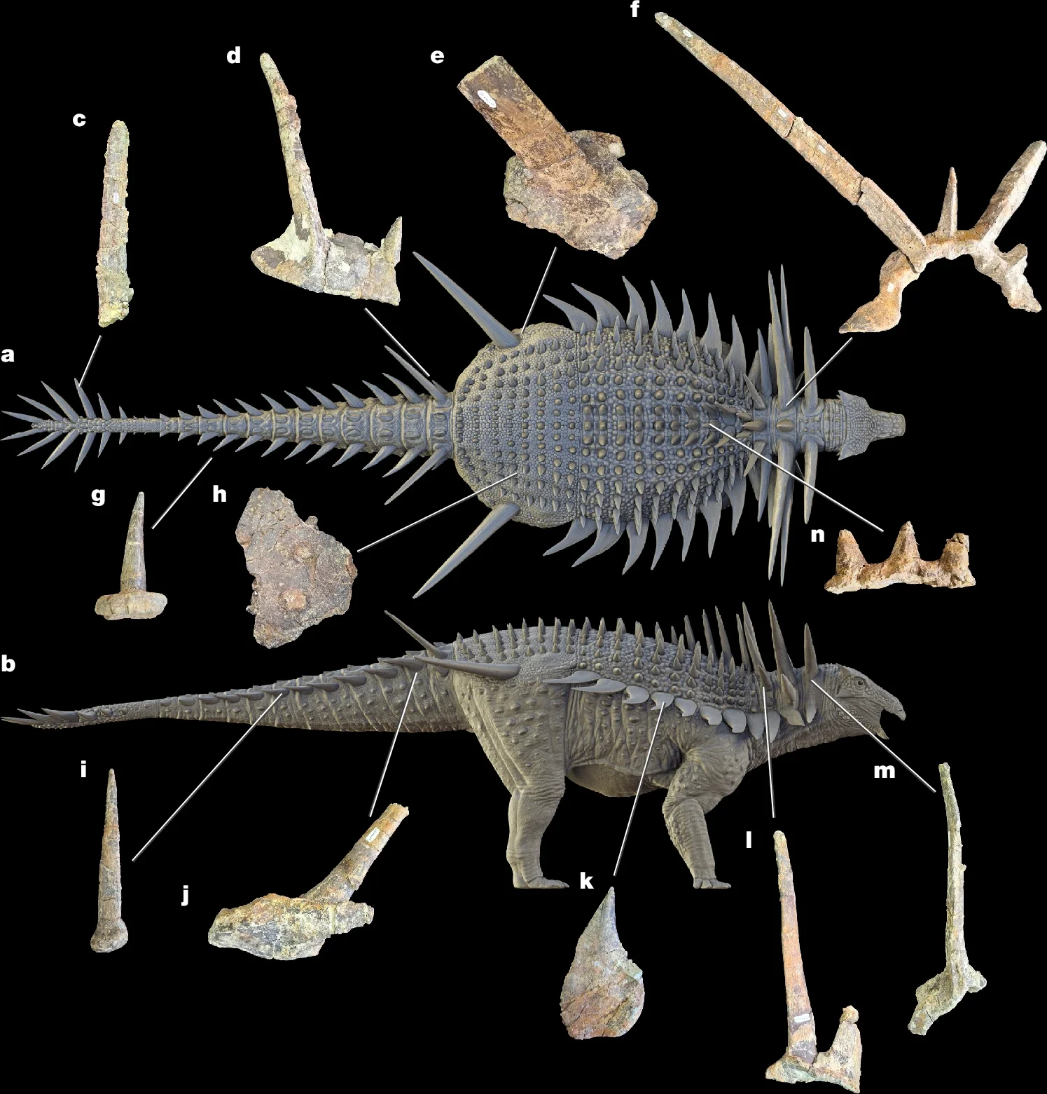 A life reconstruction of S. afer, showing hypothetical positions of armour in dorsal (a) and right lateral (b) views.