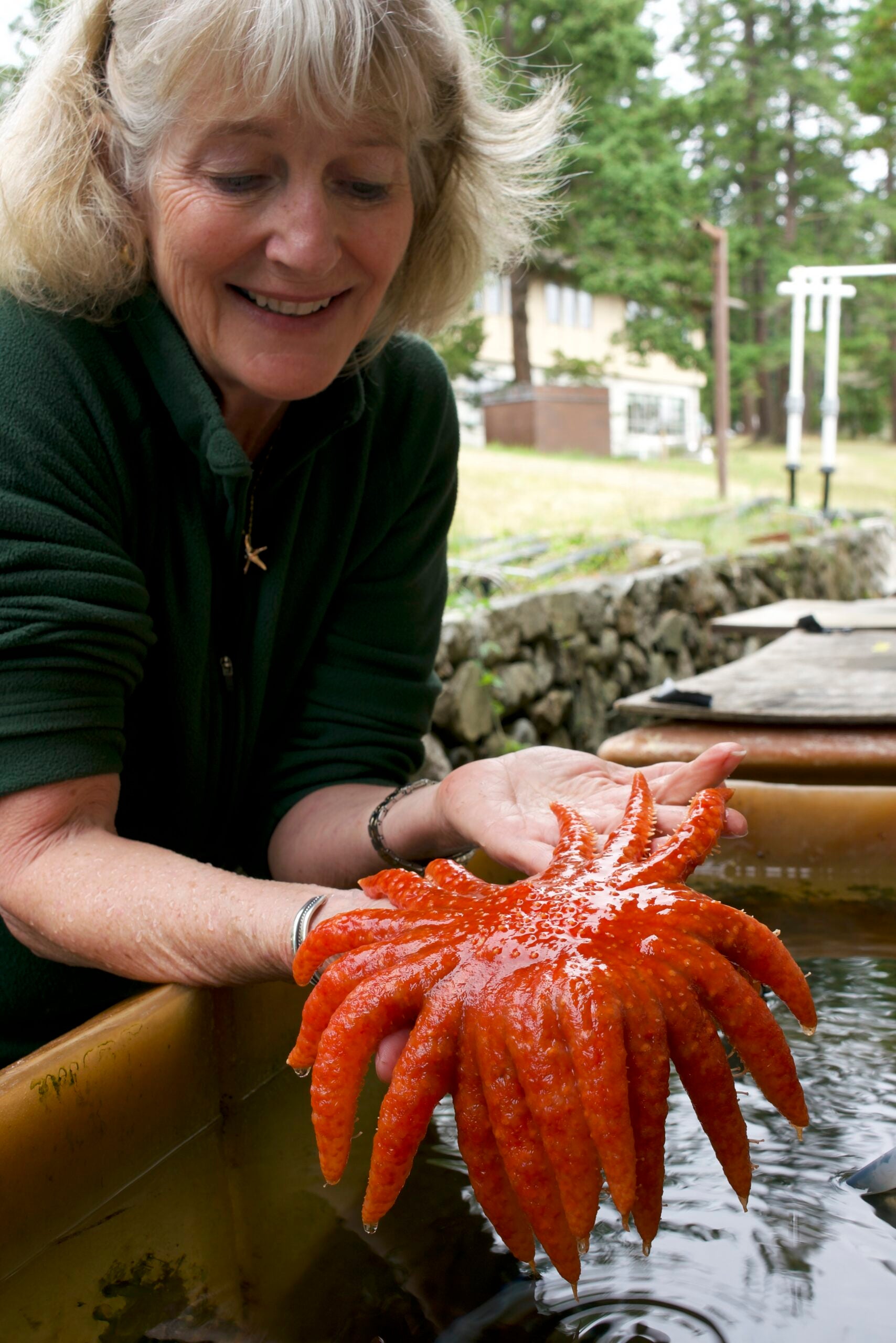 Drew Harvell holds a sunflower star at UW Friday Harbor Laboratories.