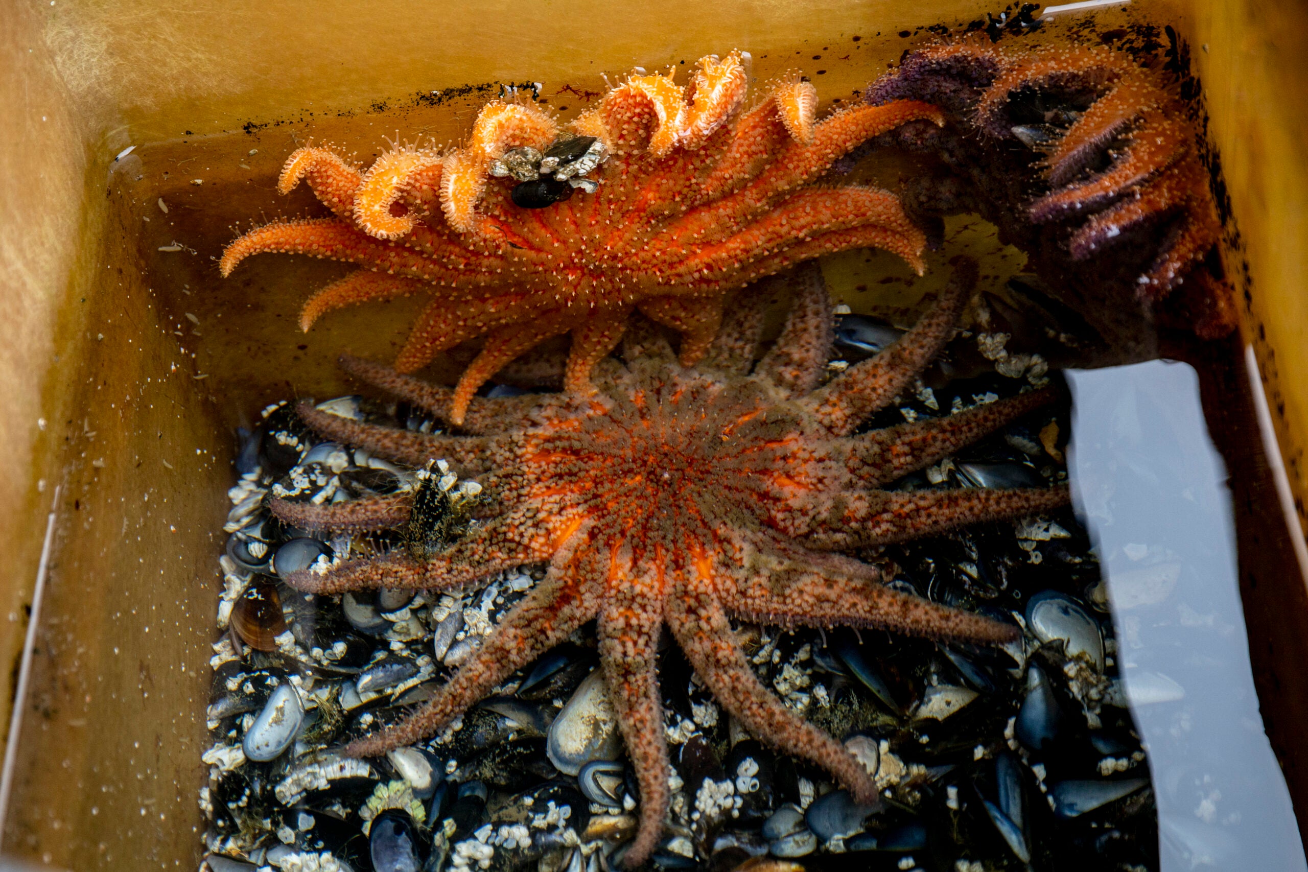 Adult sunflower sea stars feeding on mussels at UW Friday Harbor Laboratories. The stars suck out and ingest the soft tissues of mussels, then discard the shells, which collect at the bottom of the tank. The sea star on the bottom, “Charlotte,” is a mother of the lab’s stars grown in captivity.