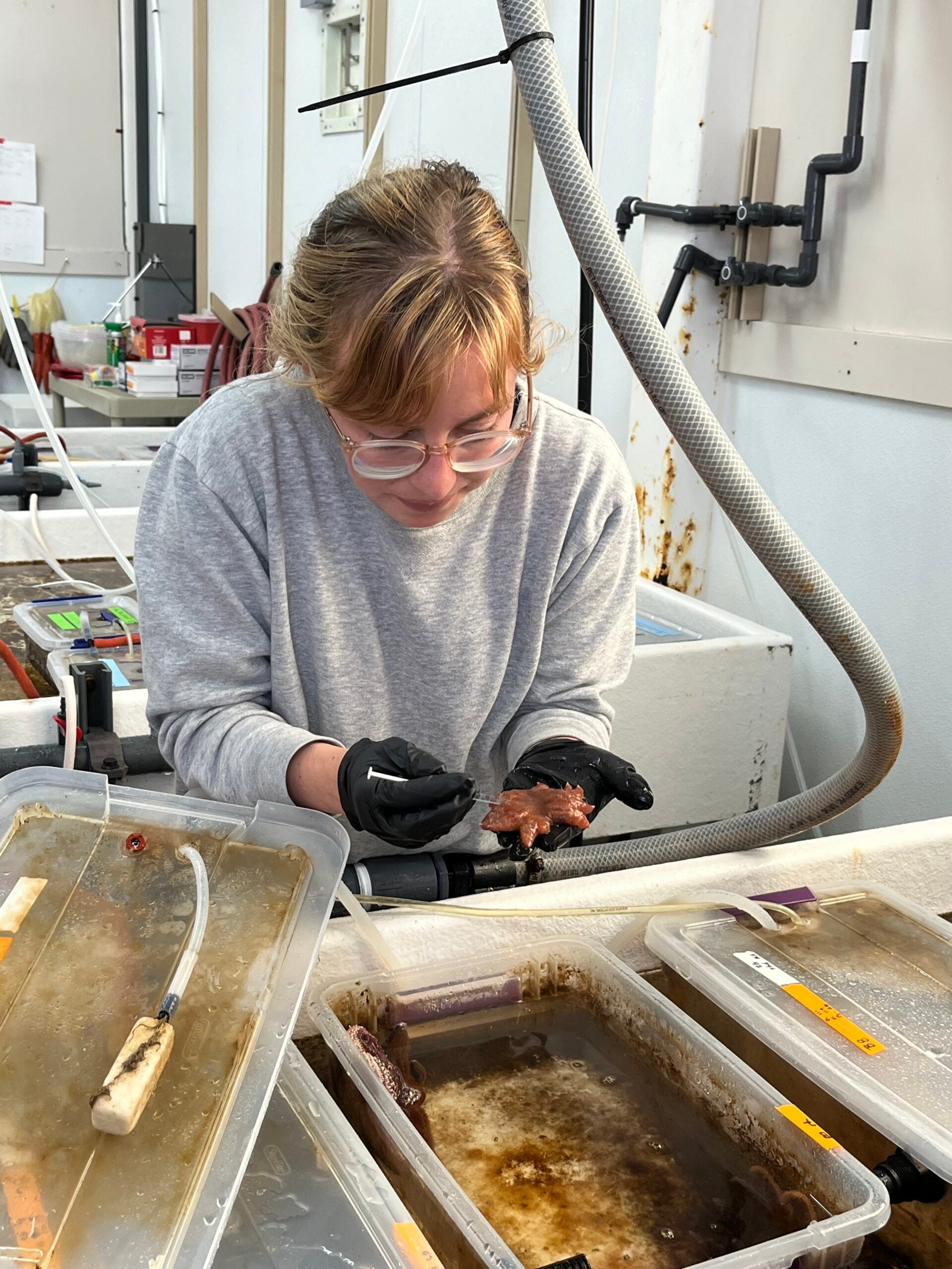 Grace Crandall injects a sea star to expose it to wasting disease at the start of a new experiment. 