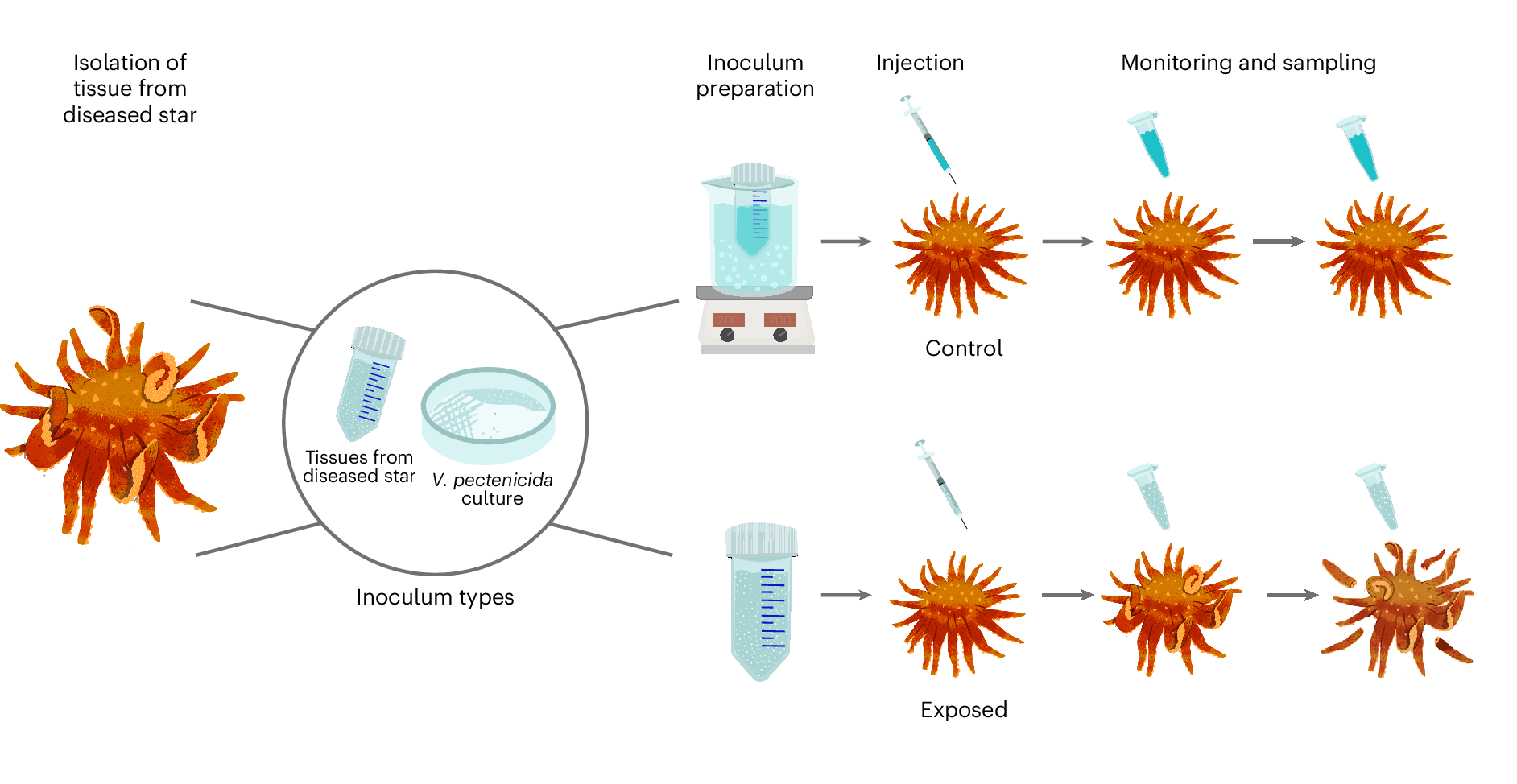 A conceptual overview of exposure experiments used to identify the causative agent of SSWD.