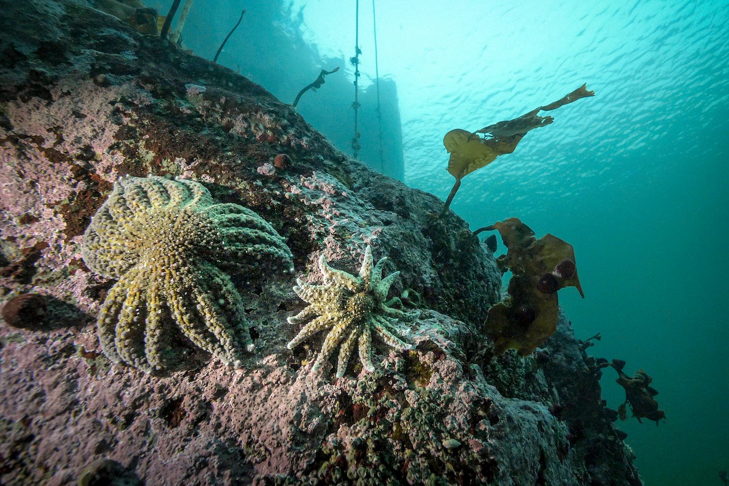 Pycnopodia in Burke Channel.