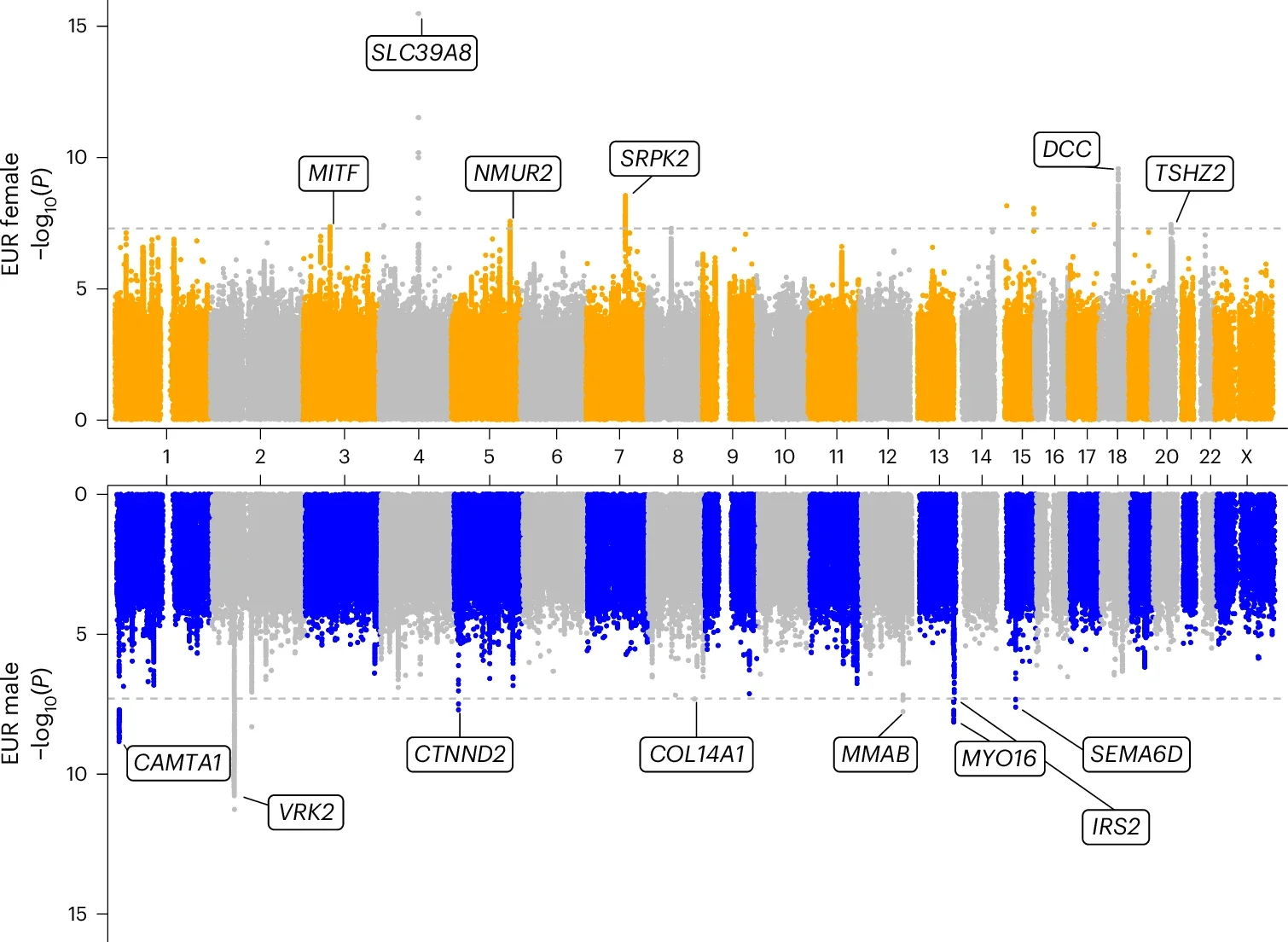Miami plot of EUR female and EUR male GWAS.