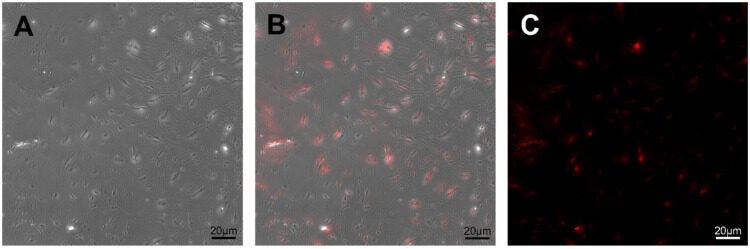 Characterization of Axin2 Cre-Dox ;Ai14 mouse dental pulp stem cells (mDPSCs).