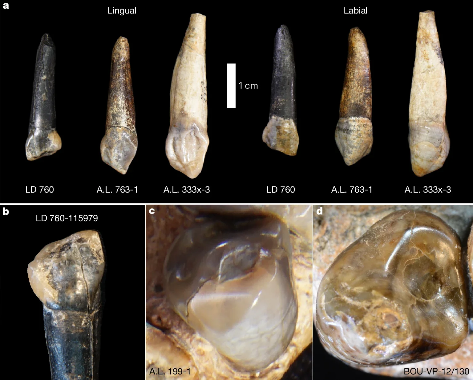 Comparative maxillary canine morphology.