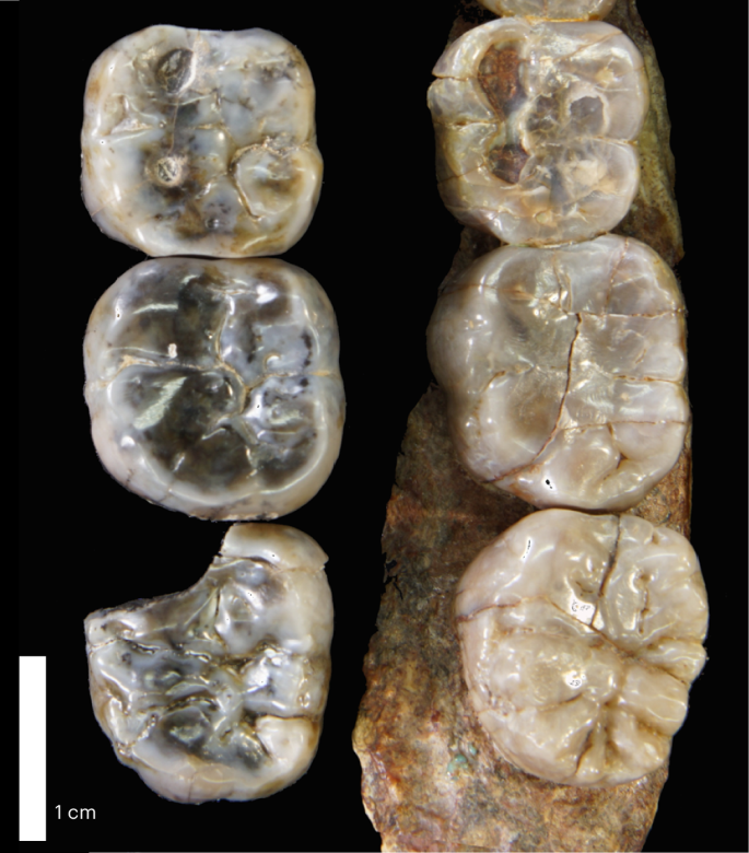 Left molars from Ledi-Geraru specimen LD 760 (left) and Hadar specimen A.L. 400-1 (right).
