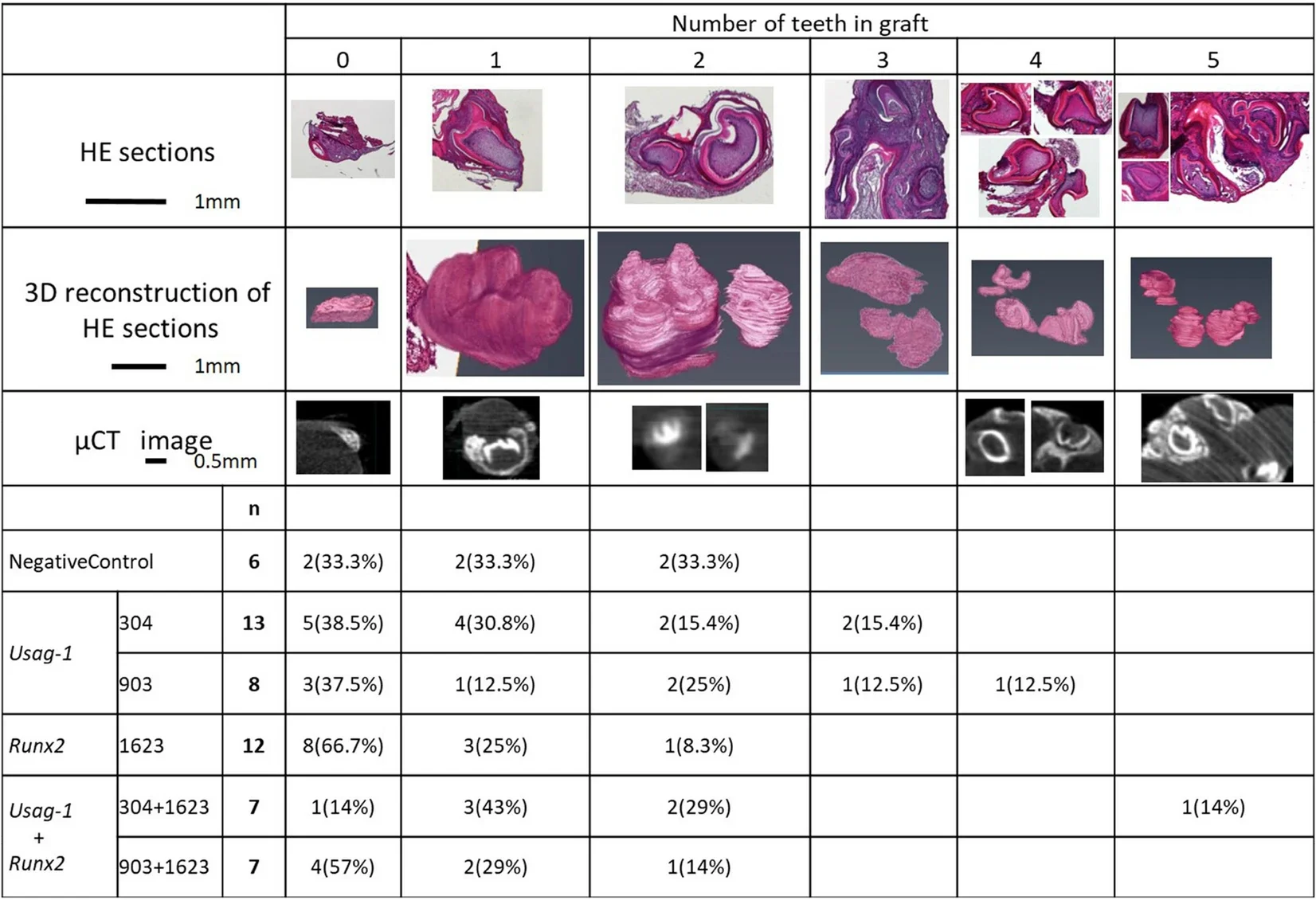 The number of teeth in a graft at 19 days post -transplantation. Researchers performed renal capsule transplantations of wild-type mouse mandibles together with cationized gelatin sheets containing (1) a negative-control siRNA, (2) Usag-1 siRNA or Runx2 siRNA, or (3) Usag-1 siRNA + Runx2 siRNA. 