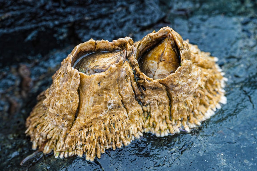 MIT engineers have designed a strong, biocompatible glue that can seal injured tissues and stop bleeding, inspired by the sticky substance that barnacles use to cling to rocks.