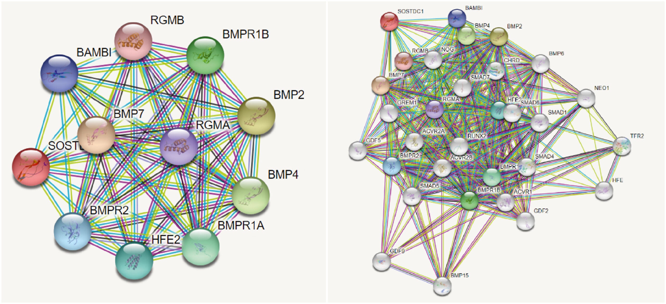 Picture on the left shows interacting partners of USAG-1 gene with the default settings in STRING ver 11.5. Picture on the right shows USAG-1 interacting partners including SMAD family genes, RUNX2 and others.