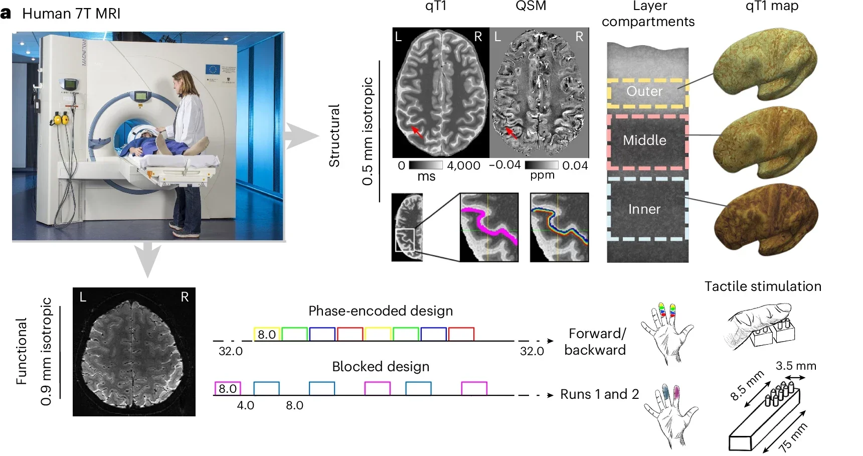 7T MRI was used to investigate the layer-specific structural architecture of the SI in younger and older adults (red arrows indicate ROI).
