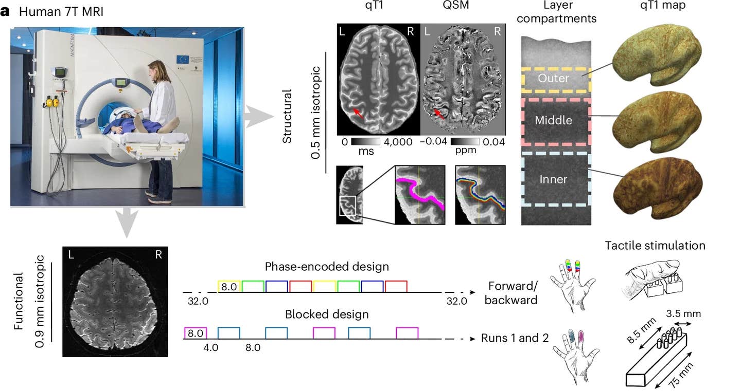 Neuroscientists reveal that some parts of your brain grow
