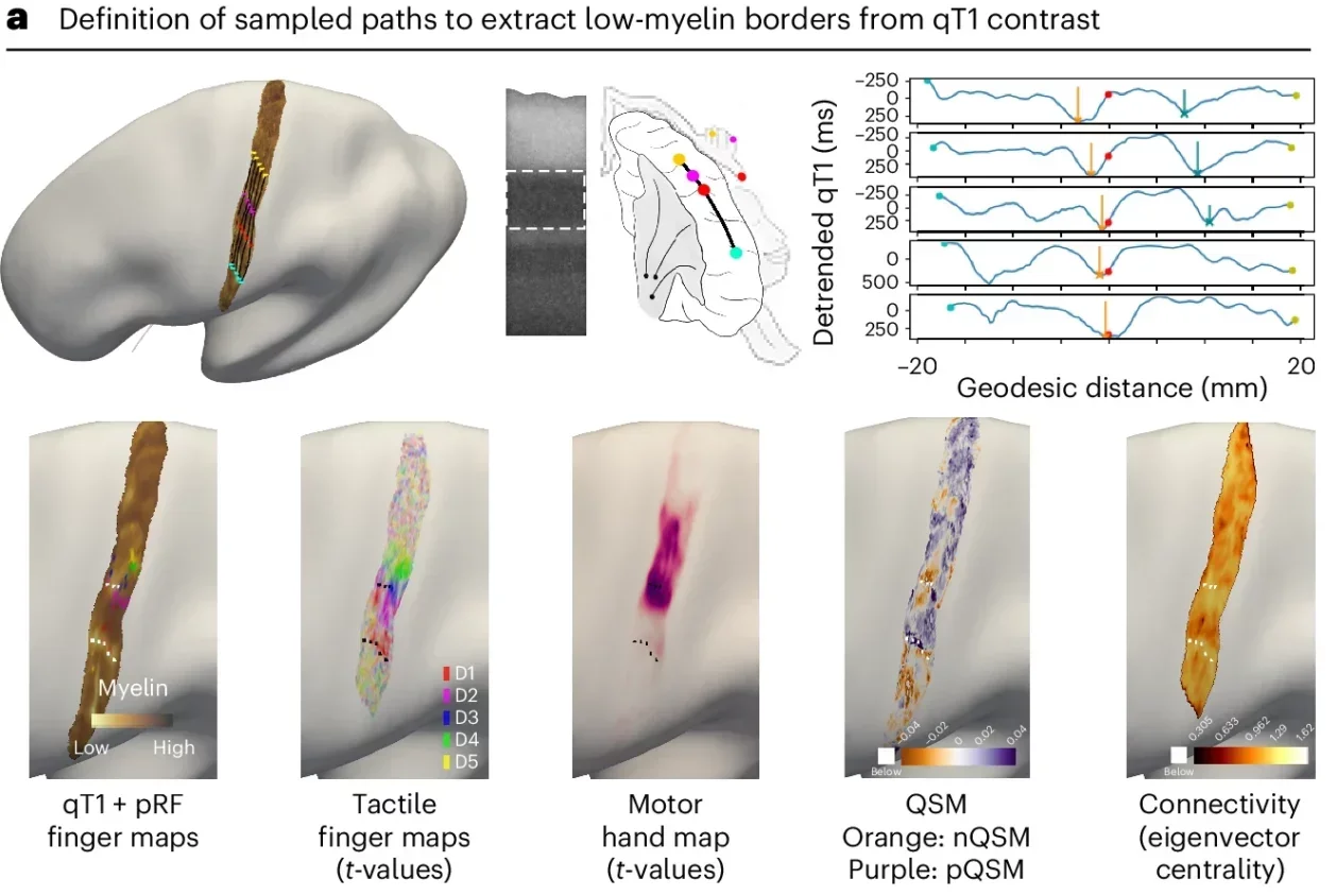 Low-myelin borders (vertical lines) were detected based on detrended qT1 values sampled along multiple geodesic paths from the face representation to the little finger representation of the hand.