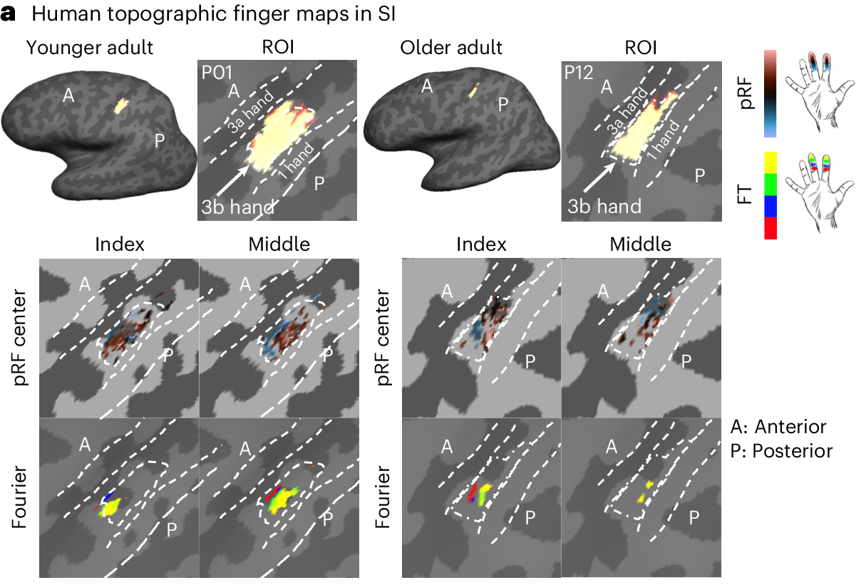 Topographic representations of the index and middle fingers shown for one younger adult (P01) and one older adult