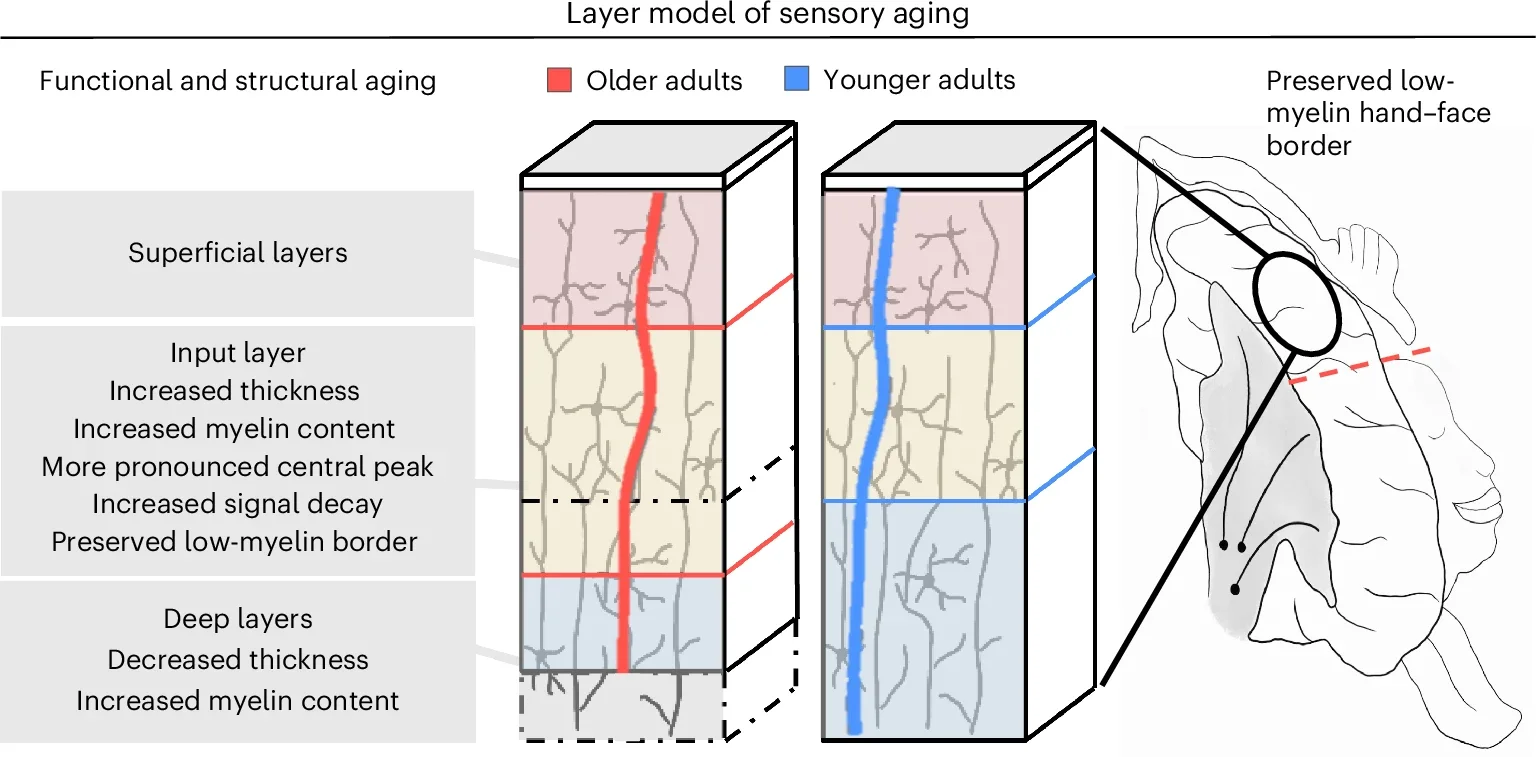 The layer model of sensory aging suggests that cortical aging, as one example of cortical dysfunction, has a unique layer-specific profile.
