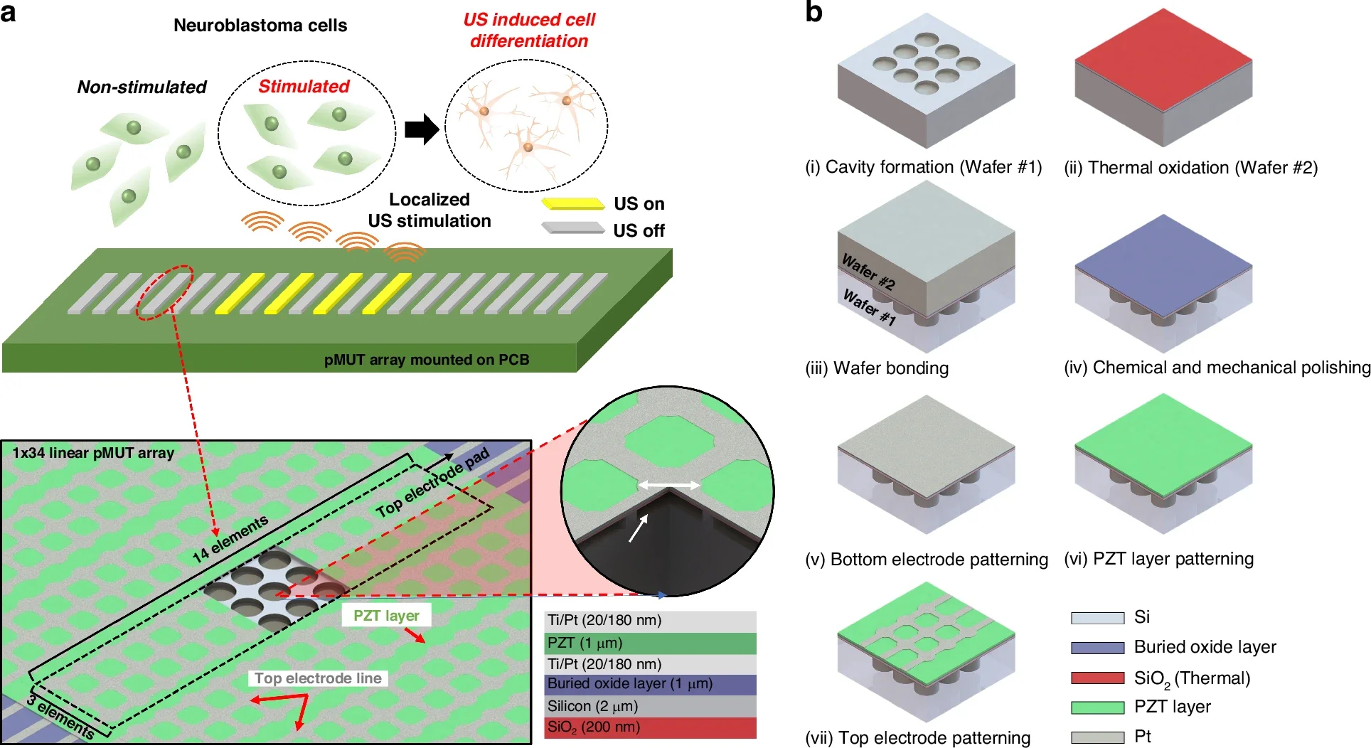 Schematic representation of the design and fabrication of the one-dimensional (1D) piezoelectric micromachined ultrasound transducer (pMUT) array for localized ultrasound stimulation.
