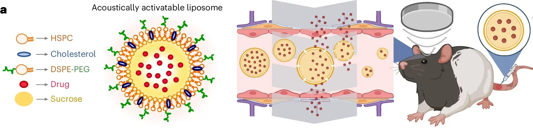 Ultrasound-sensitive drug nanocarriers release their cargo upon ultrasound activation while they are circulating in the blood pool. 
