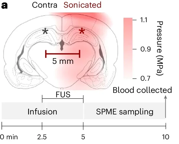 Ultrasound (250 kHz, 0.9 MPa estimated peak in situ negative pressure (PNP) at sampling target