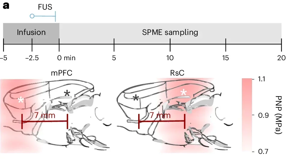 In vivo ketamine AAL uncaging at functionally relevant regions.
