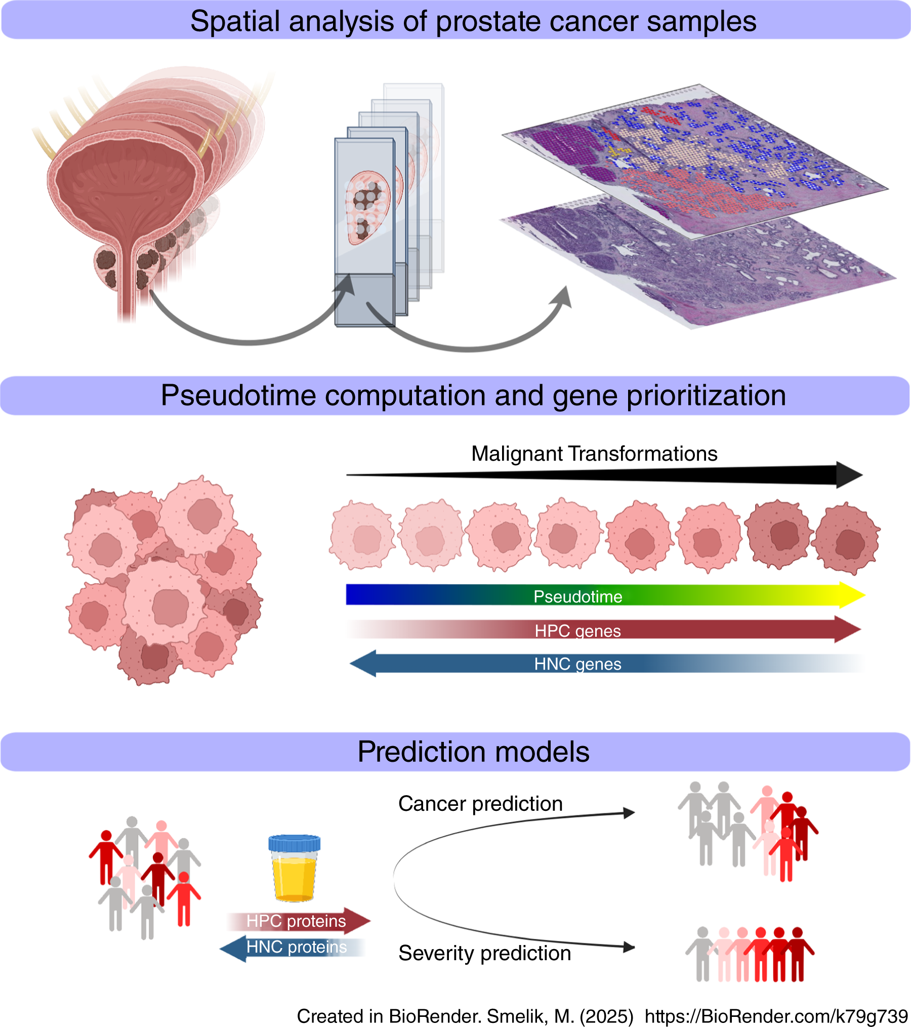 Graphical abstract of the study methodology and models.