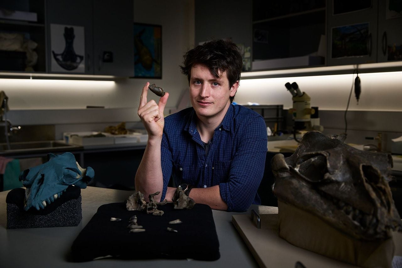Ruairidh Duncan with the ear bone and partial fossil skull (middle) of Janjucetus dullardi. Reconstructed skull (left), fossil skull.