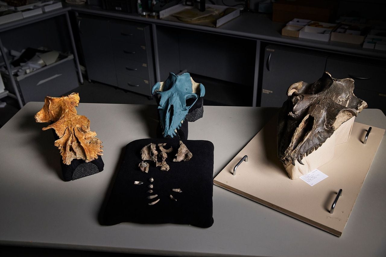 The three named southeast Australian toothed mysticete skulls. Left: Mammalodon colliveri; Middle: partial skull (front) and reconstructed skull (back) of Janjucetus dullardi; Right: Janjucetus hunderi.