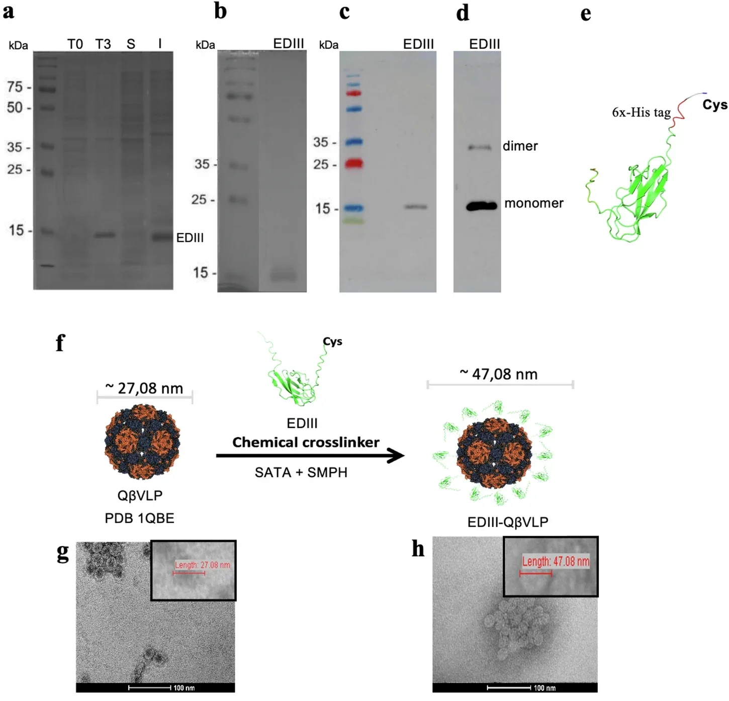 VLPs vaccine design and antigen expression.