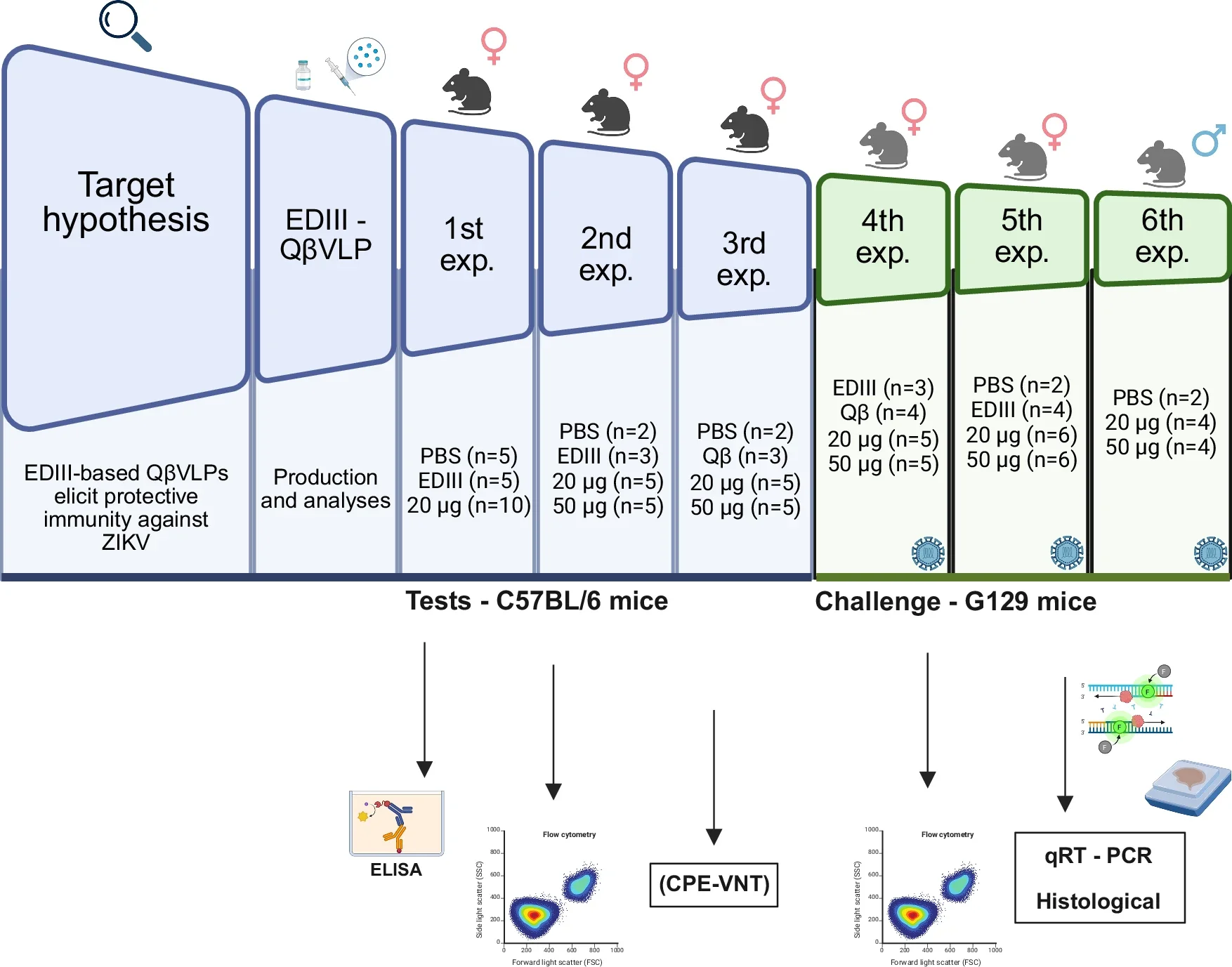 The preclinical design for evaluating the EDIII-Qβ vaccine.

