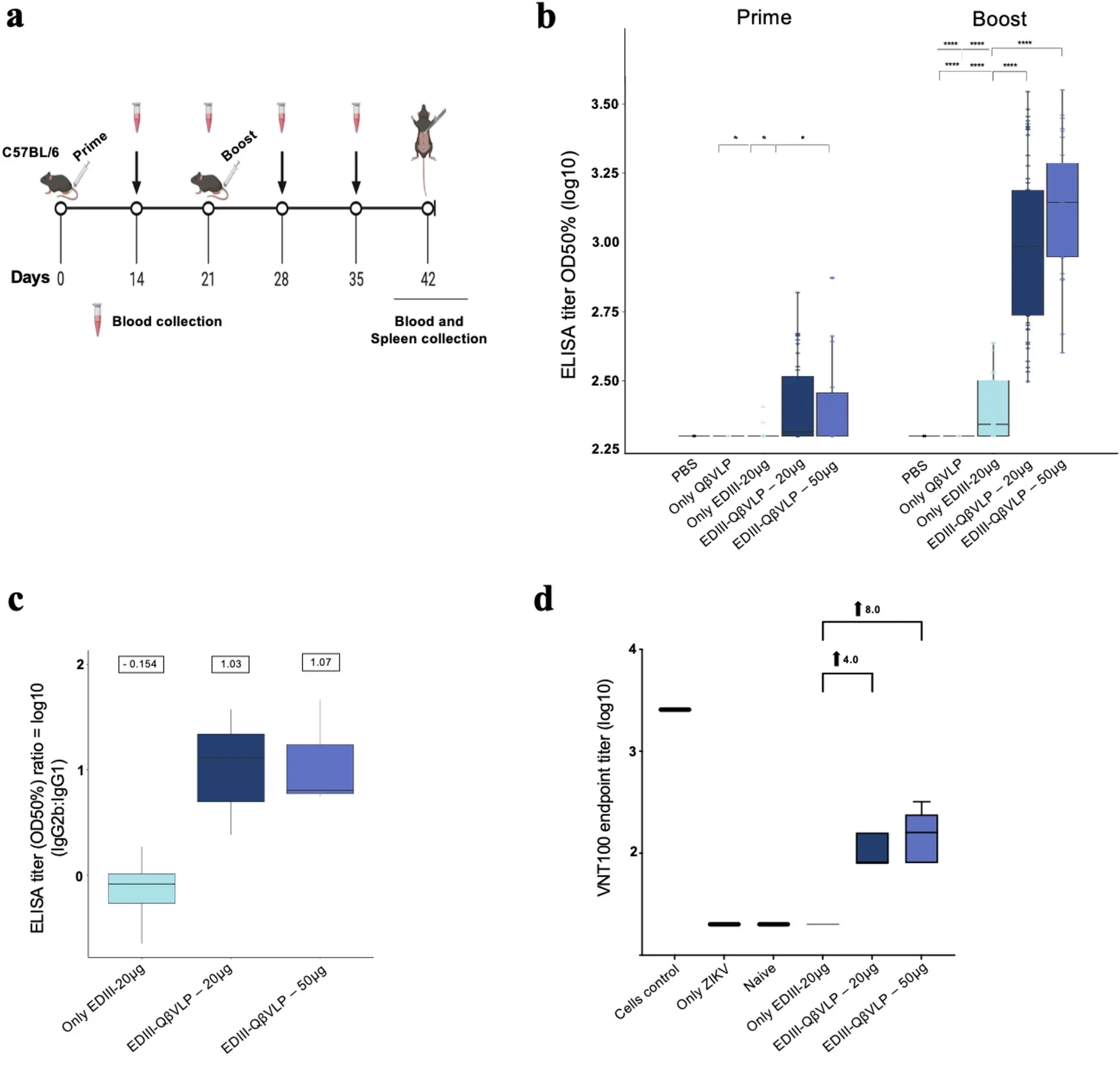 Candidate vaccine stimulates antigen-specific binding, neutralizing antibody responses, and B cell induction in mice.