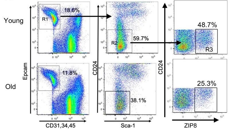 Downregulated ZIP8/SIRT1 signaling and decreased renewal capacity of AEC2s from old mouse lungs.