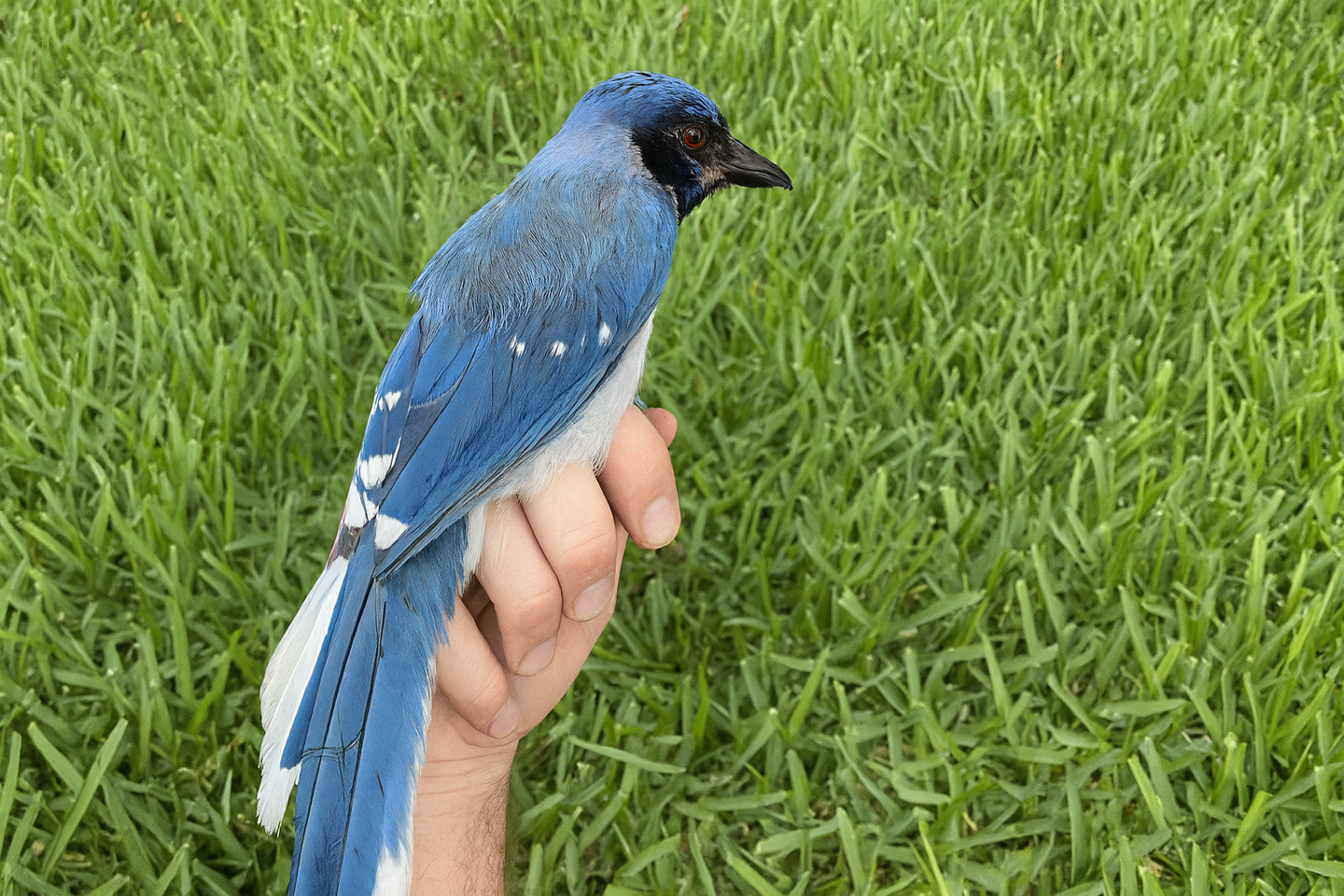 Hybrid Jay photographed by Brian R. Stokes, with the background AI-enhanced into a grassy landscape format