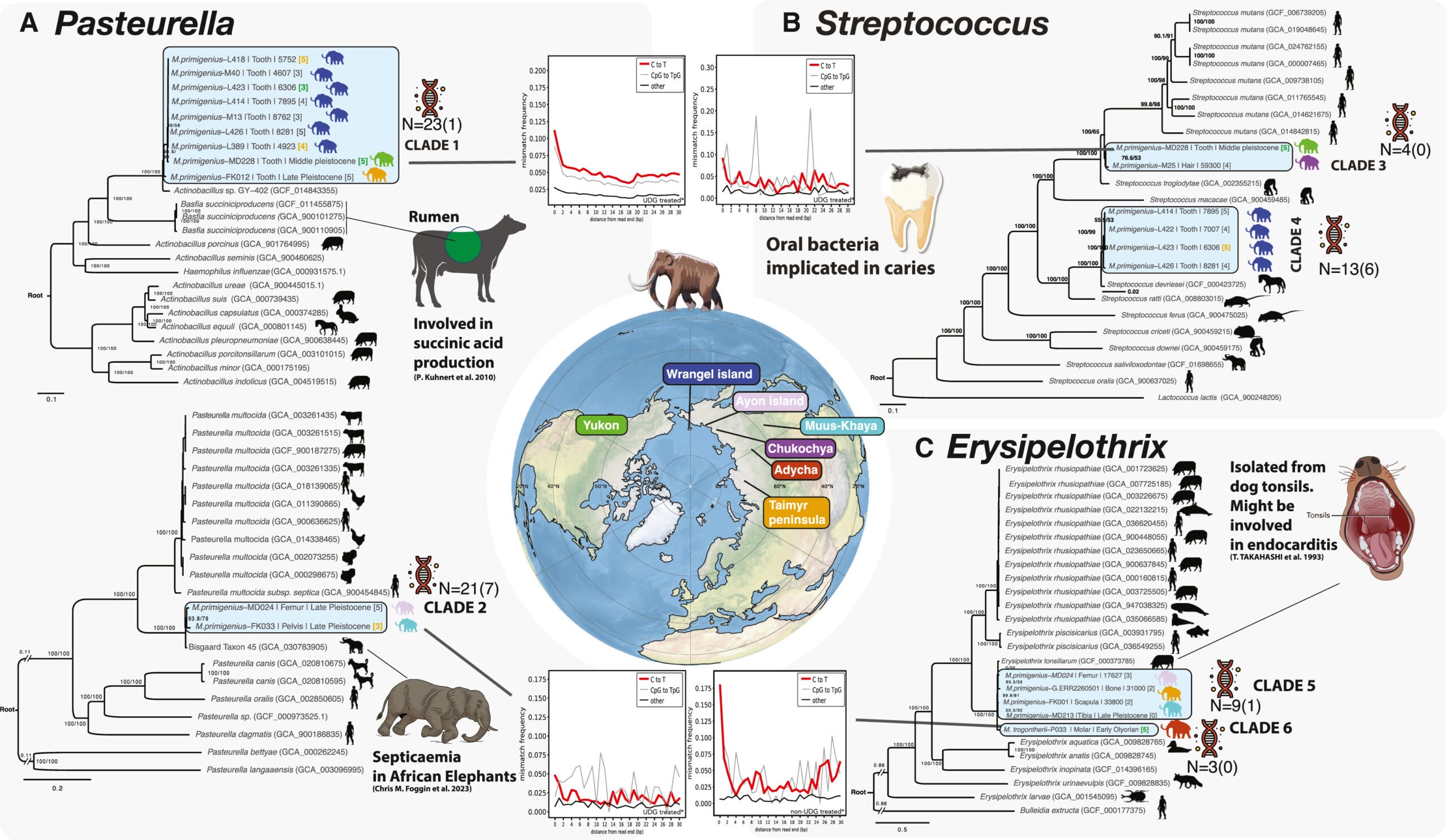 Phylogenetic inference of the four mammoth-associated bacterial genera