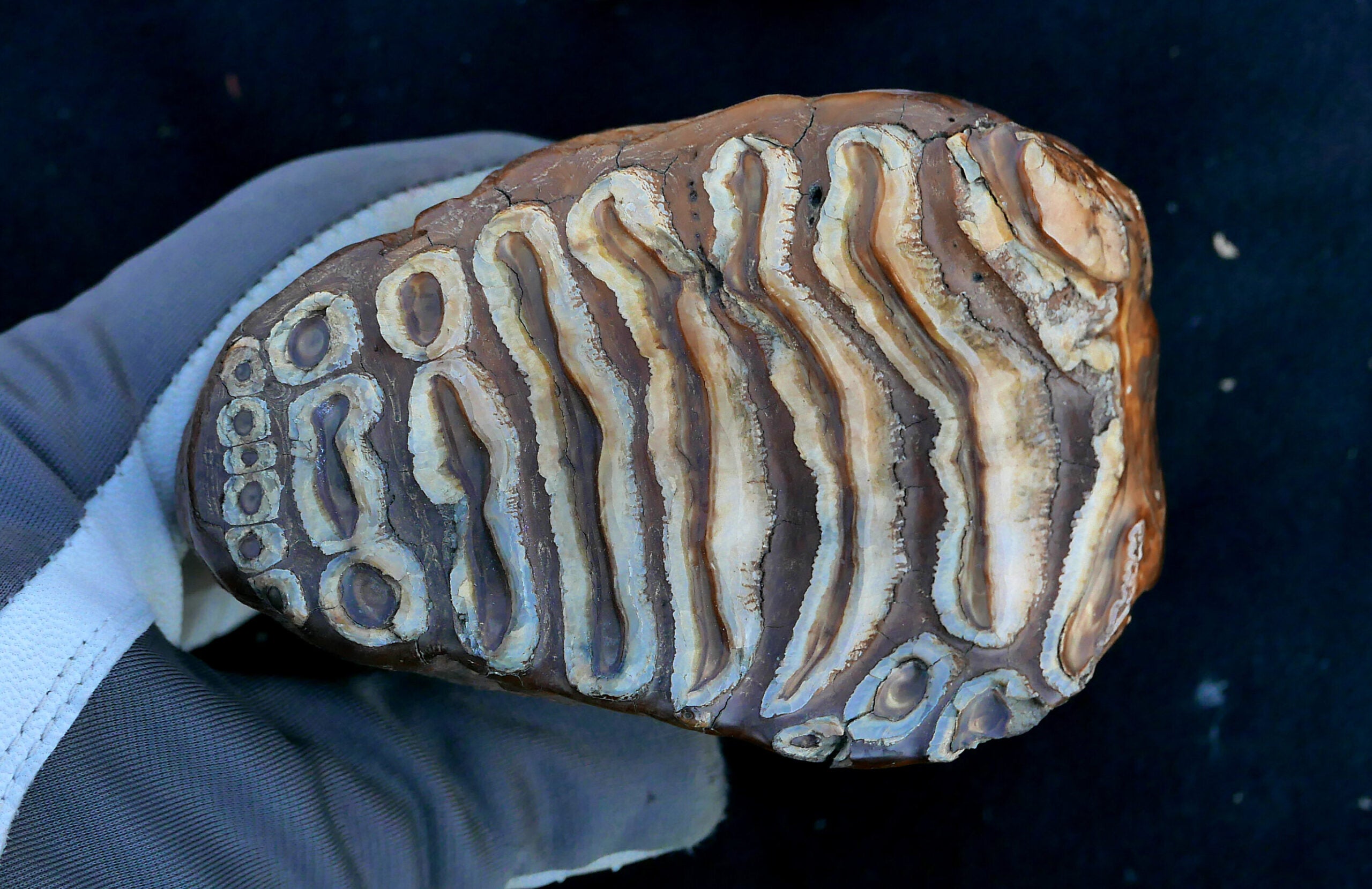 Wooly mammoth tooth.  