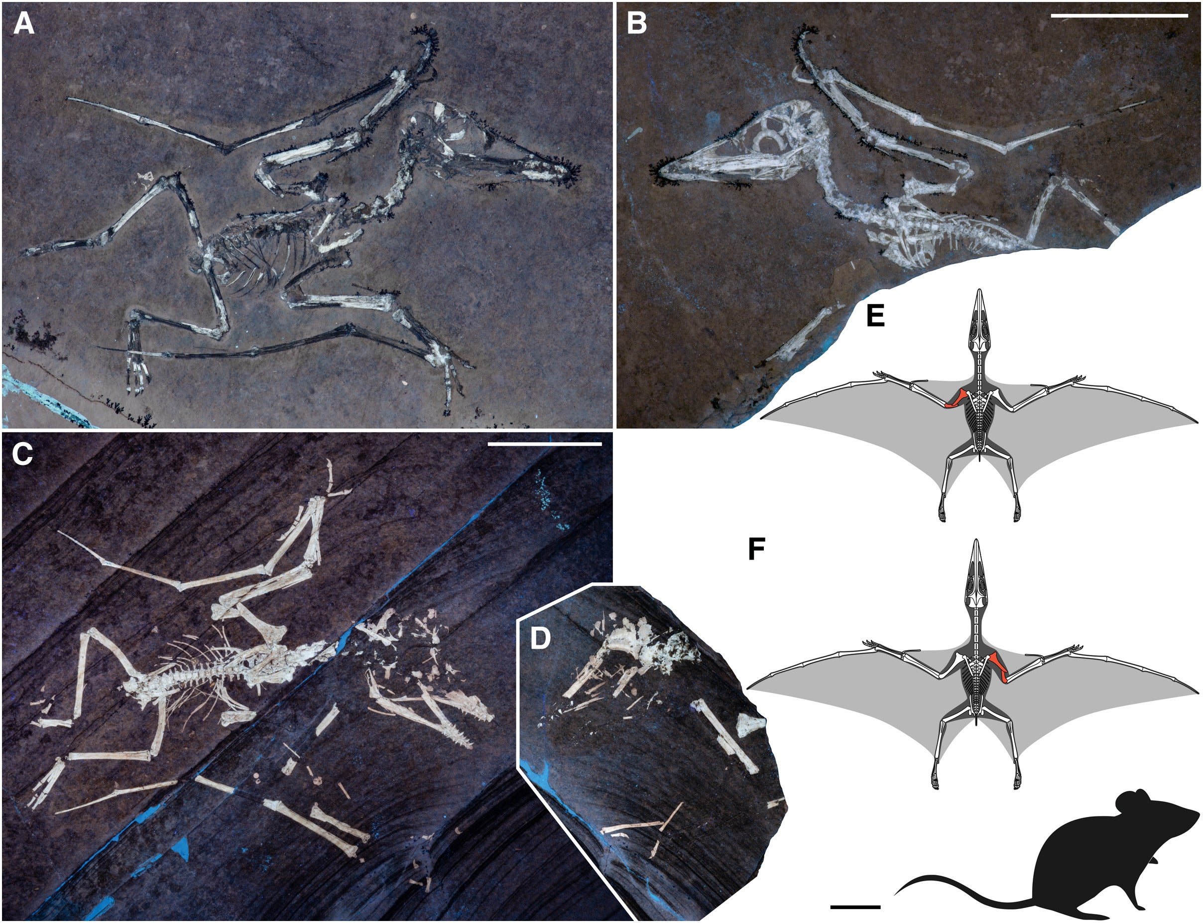Neonatal examples of Pterodactylus antiquus displaying perimortem wing fractures