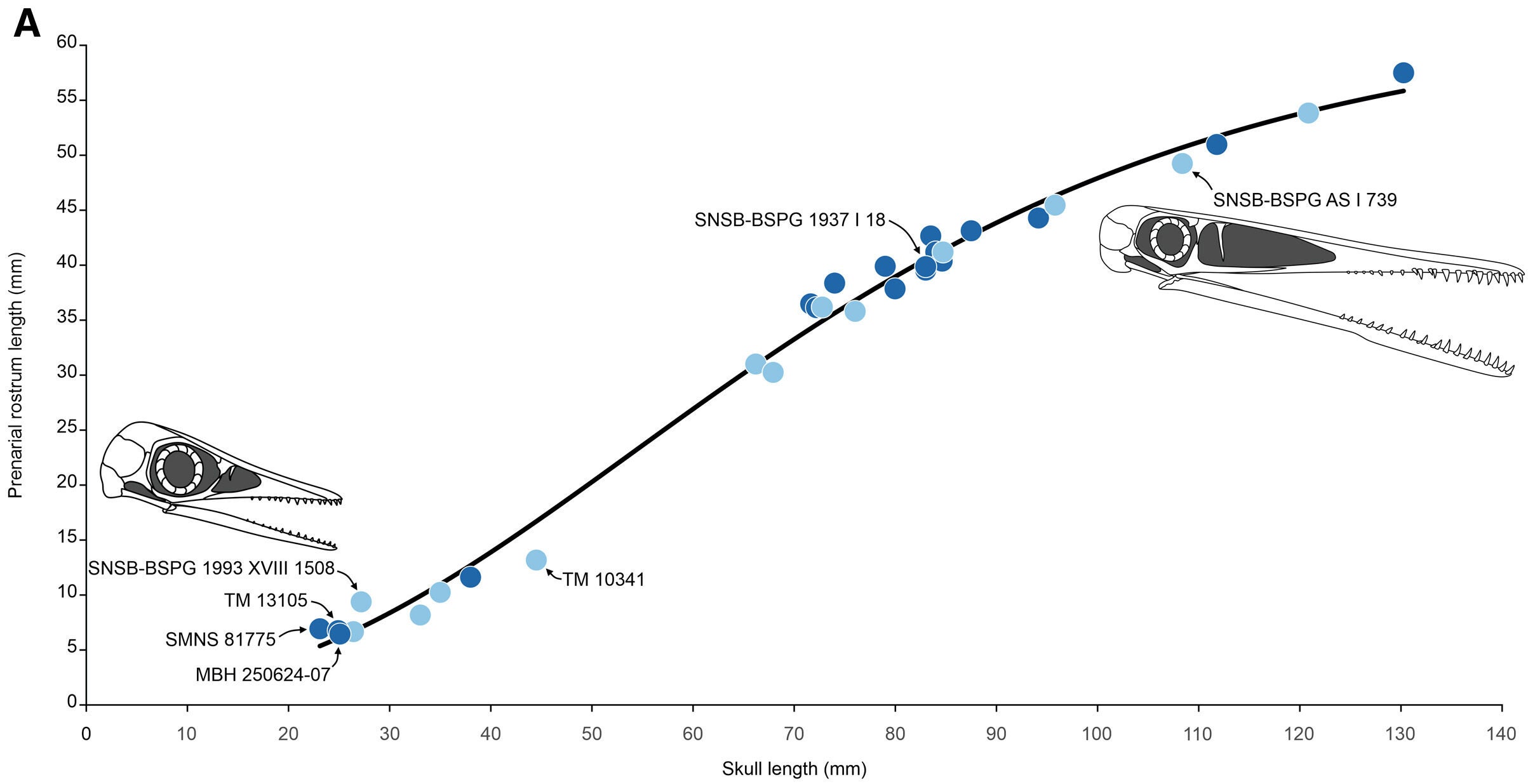 Plot illustrating the relationship between skull length and prenarial rostrum length, demonstrating changes in cranial proportions throughout ontogeny along a logarithmic curve, from osteologically highly immature (neonates) to larger juvenile individuals.