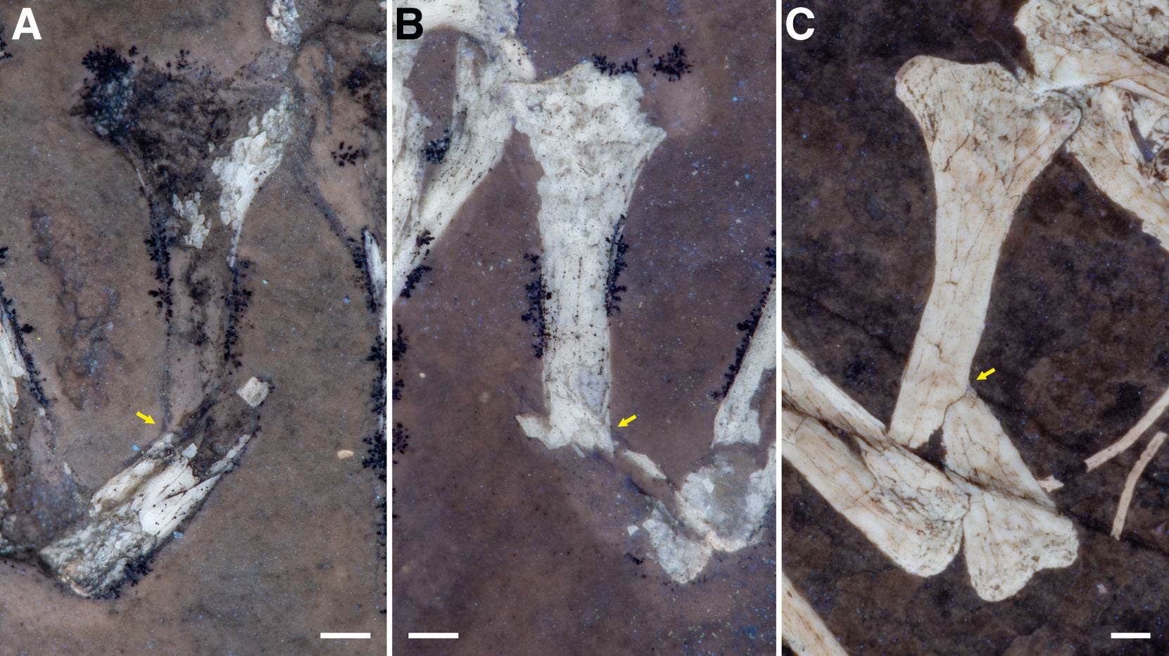 Comparison of oblique diaphyseal humeral fractures in Pterodactylus antiquus