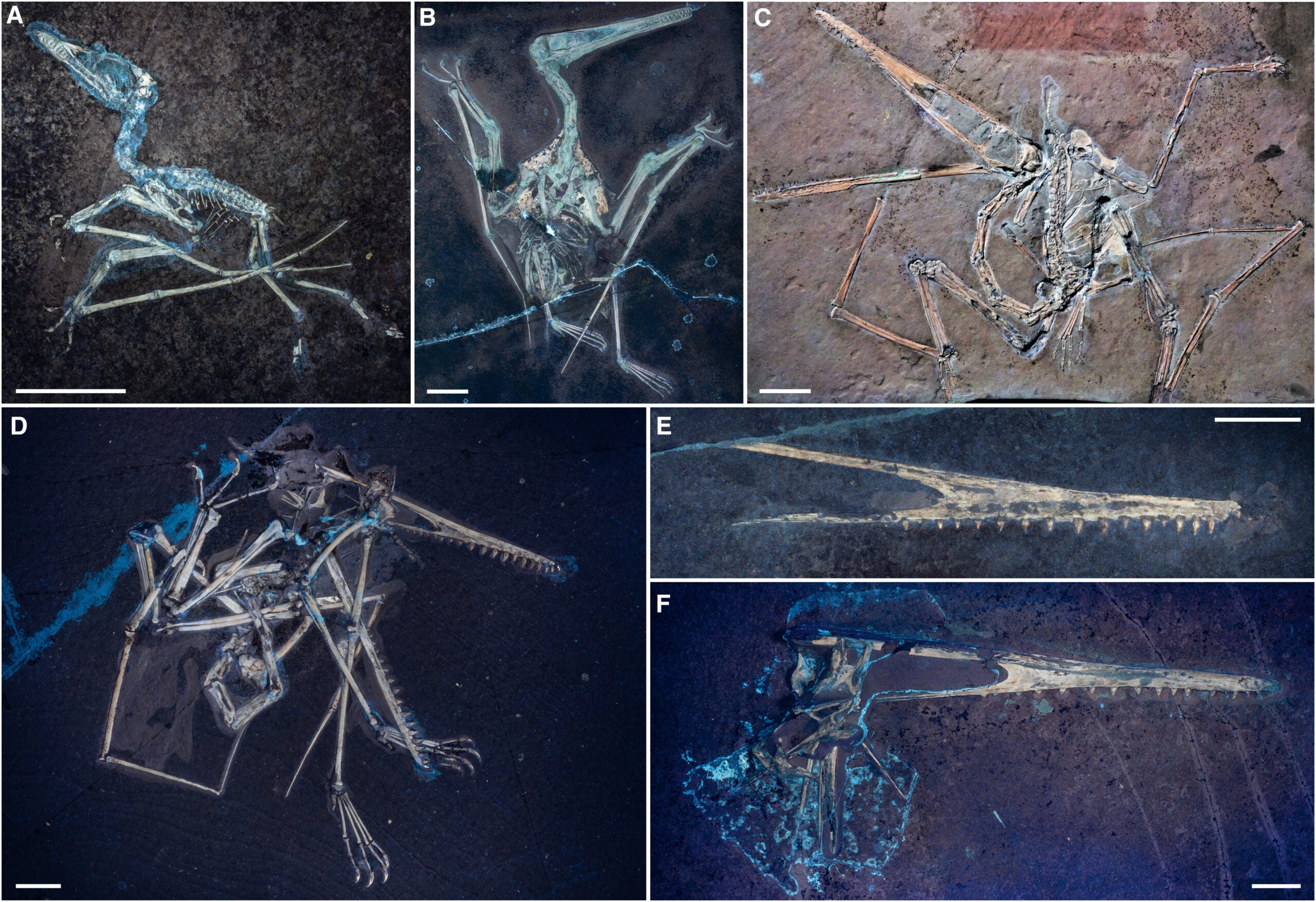 Examples of different taphonomic classes in Pterodactylus antiquus photographed under UV light