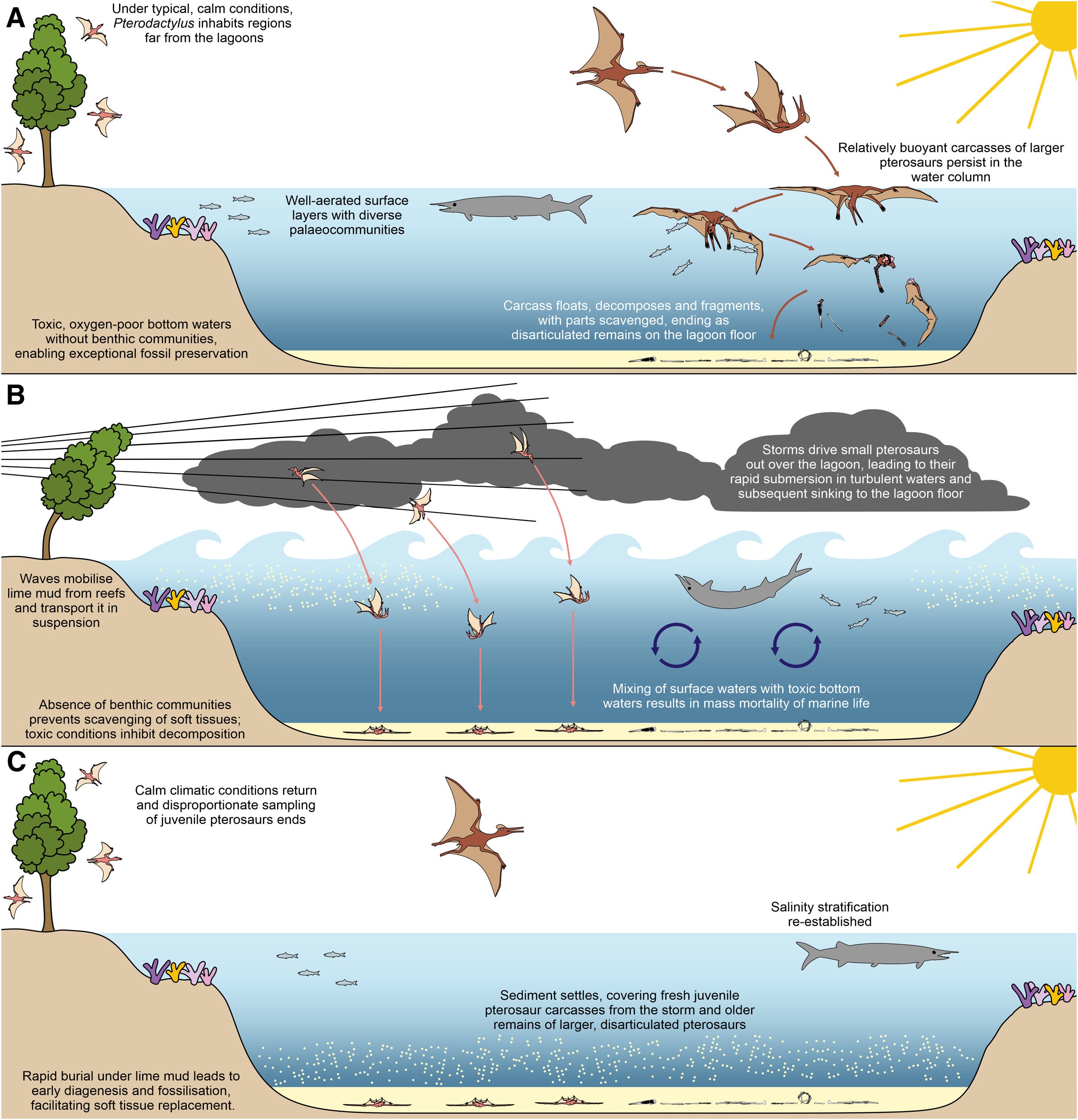 The bimodal CATT model illustrating catastrophic and attritional taphonomic pathways