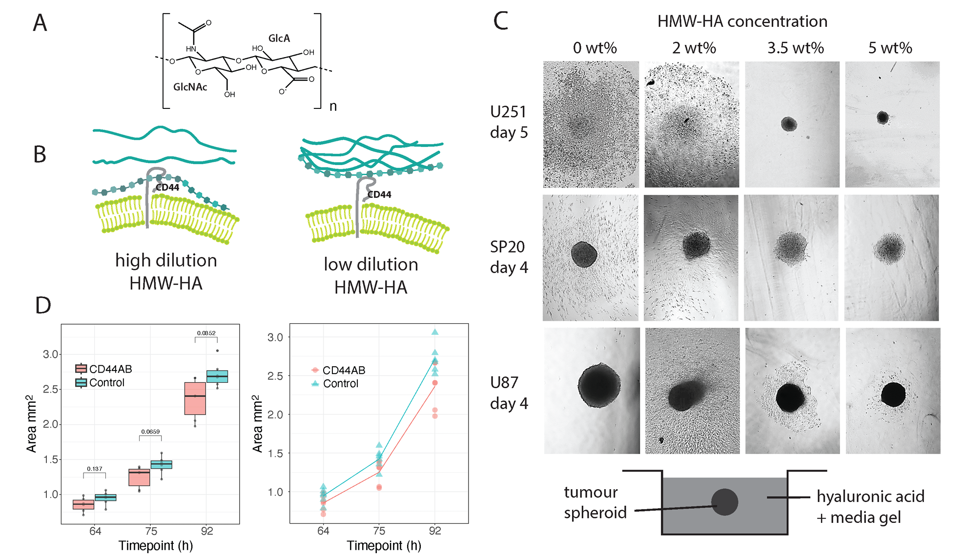  Cancer spheroid behaviour in different HMW-HA concentrations.