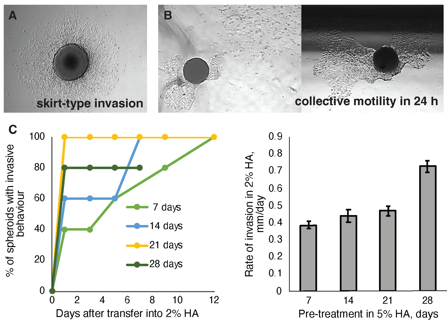 U87 spheroid dormancy and invasiveness in HMW-HA. Spheroids were cultivated in liquid medium for 7 days and placed into HMW-HA.