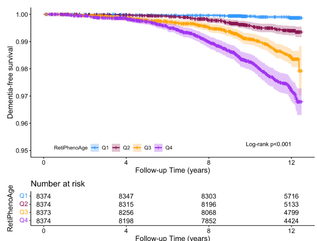 Incident dementia and RetiPhenoAge stratified by quartiles (UK Biobank cohort). p-values presented were derived from log-rank tests of cognitive decline or incident dementia respectively, stratified by RetiPhenoAge quartiles.
