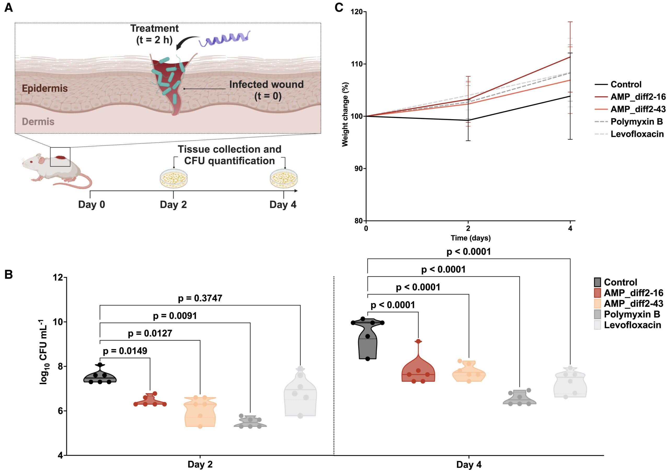Anti-infective activity of the peptides in a murine infection model