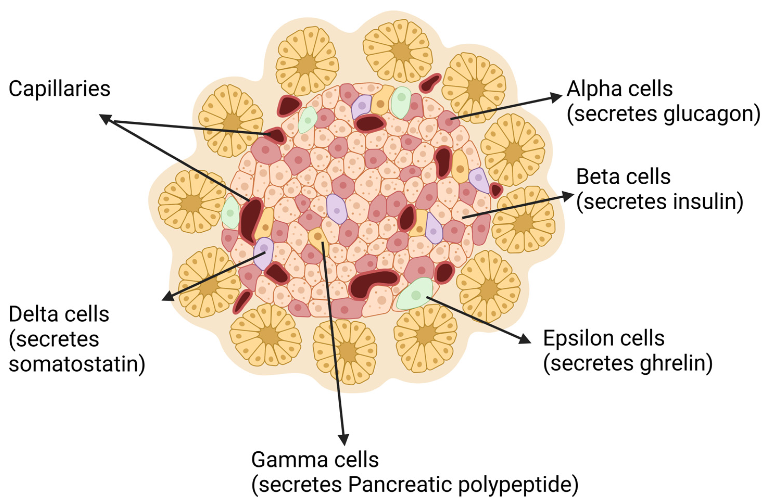 A schematic representation of various cell types within the pancreatic islet. Alpha cells secrete glucagon, whereas beta cells, the most abundant cell type, are dispersed throughout the islet and produce insulin.