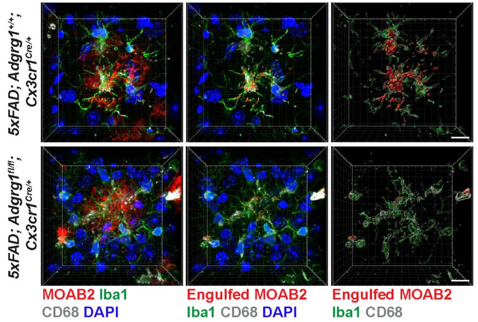 3D reconstruction of microglia from 6-month-old 5xFAD; Adgrg1+/+; Cx3cr1Cre/+ and 5xFAD; Adgrg1fl/fl; Cx3cr1Cre/+ mice, showing engulfed MOAB2+ Aβ inside Iba1+ microglia.