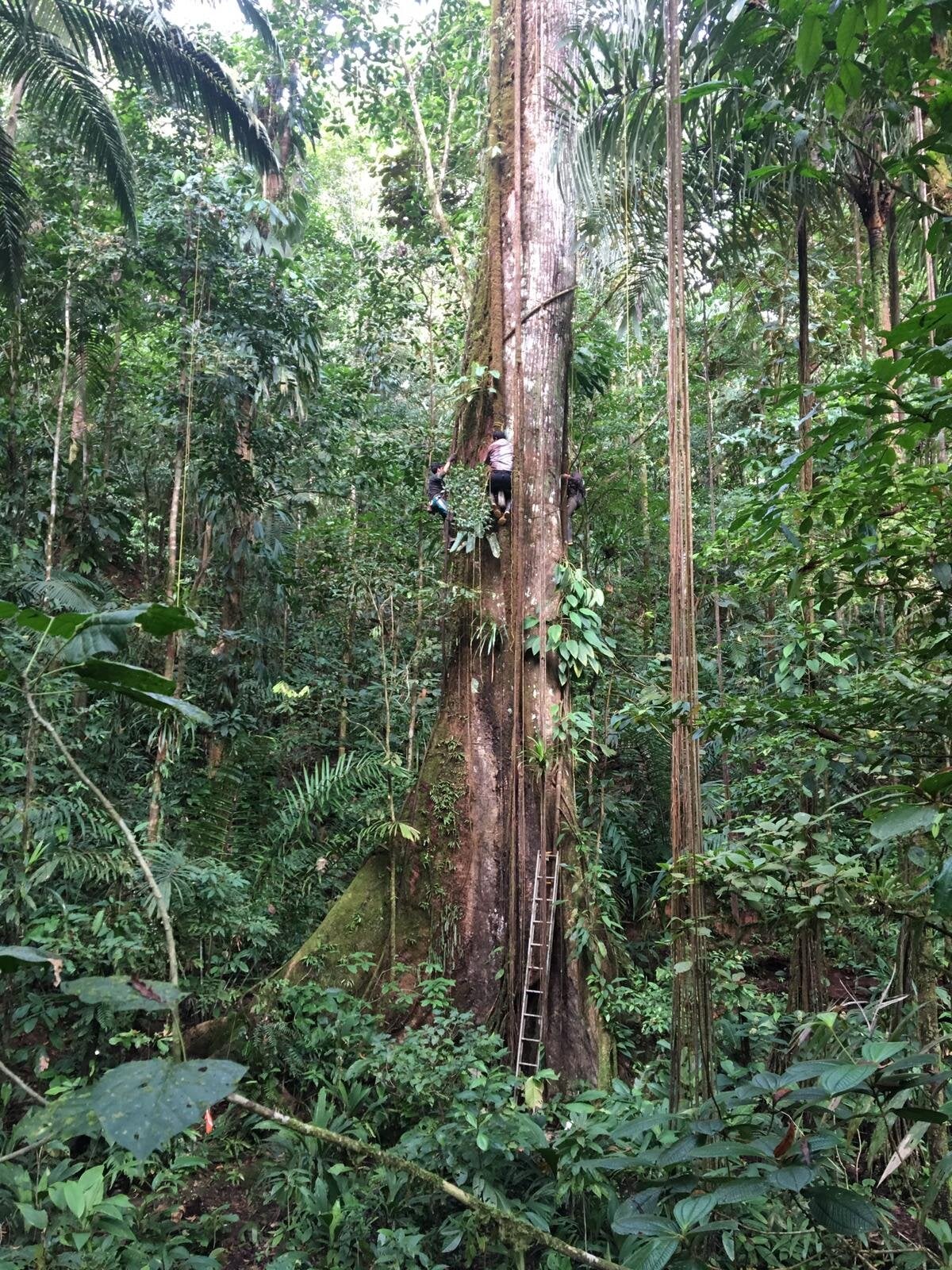 Scientists in Colombia measuring a giant Ceiba tree.