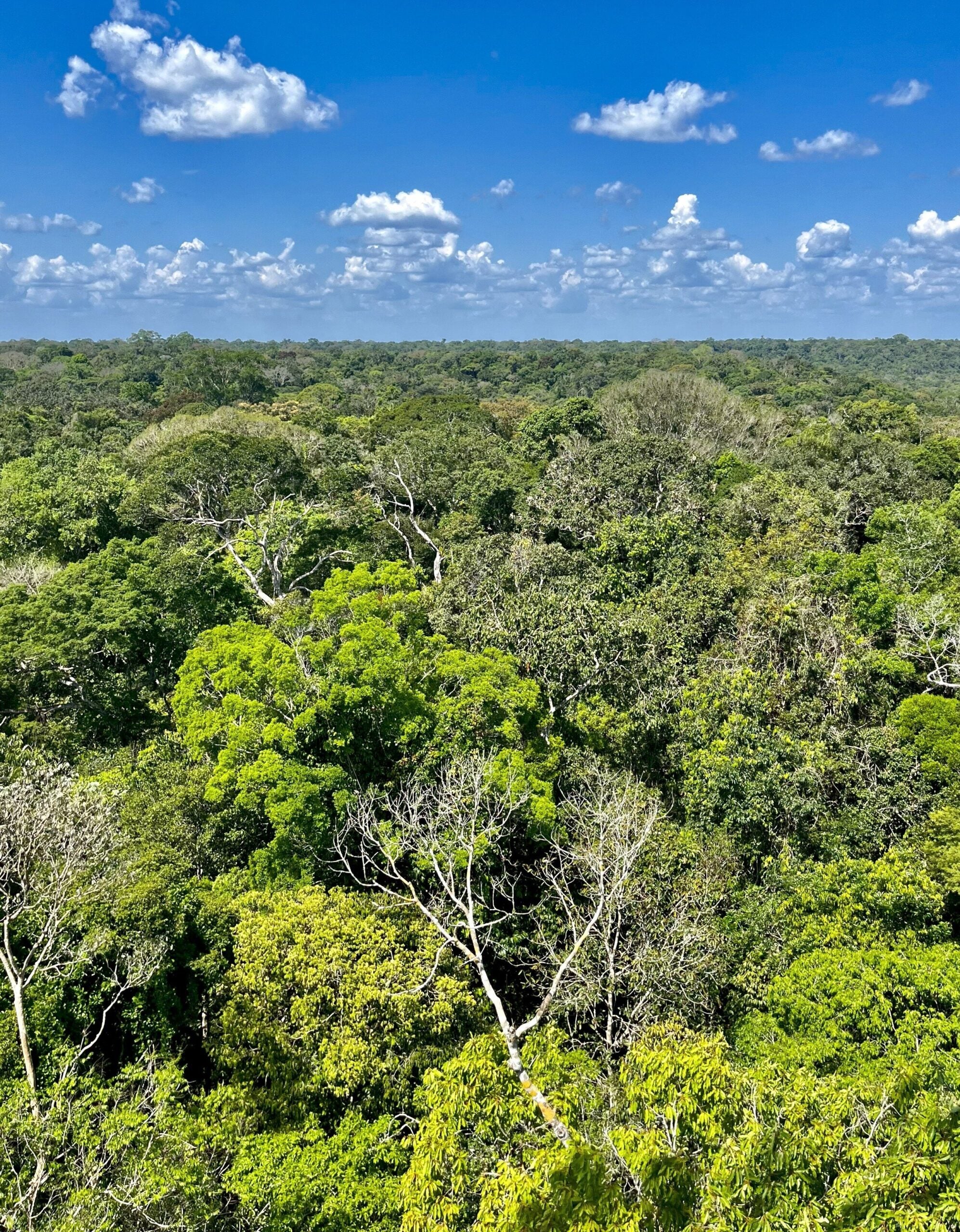 View of the rainforest canopy.